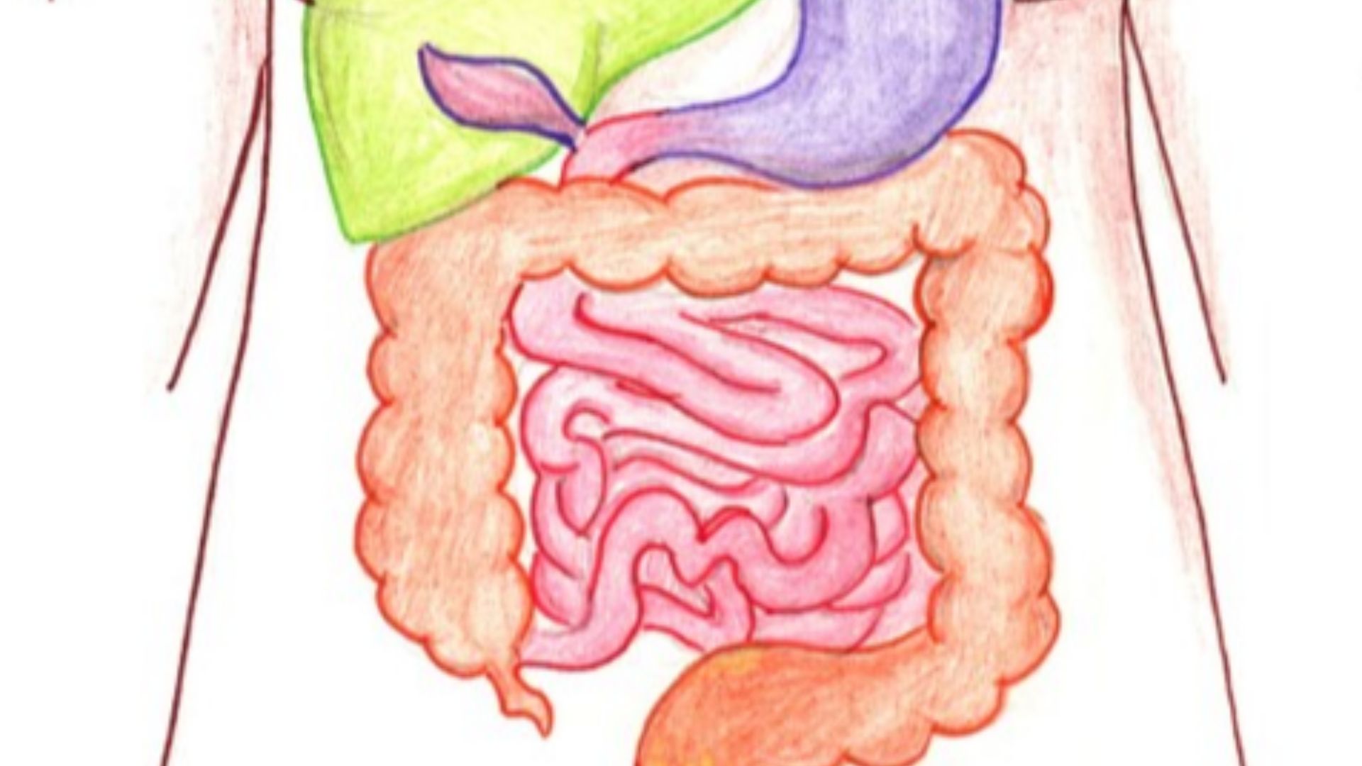 File:Système digestif.jpg