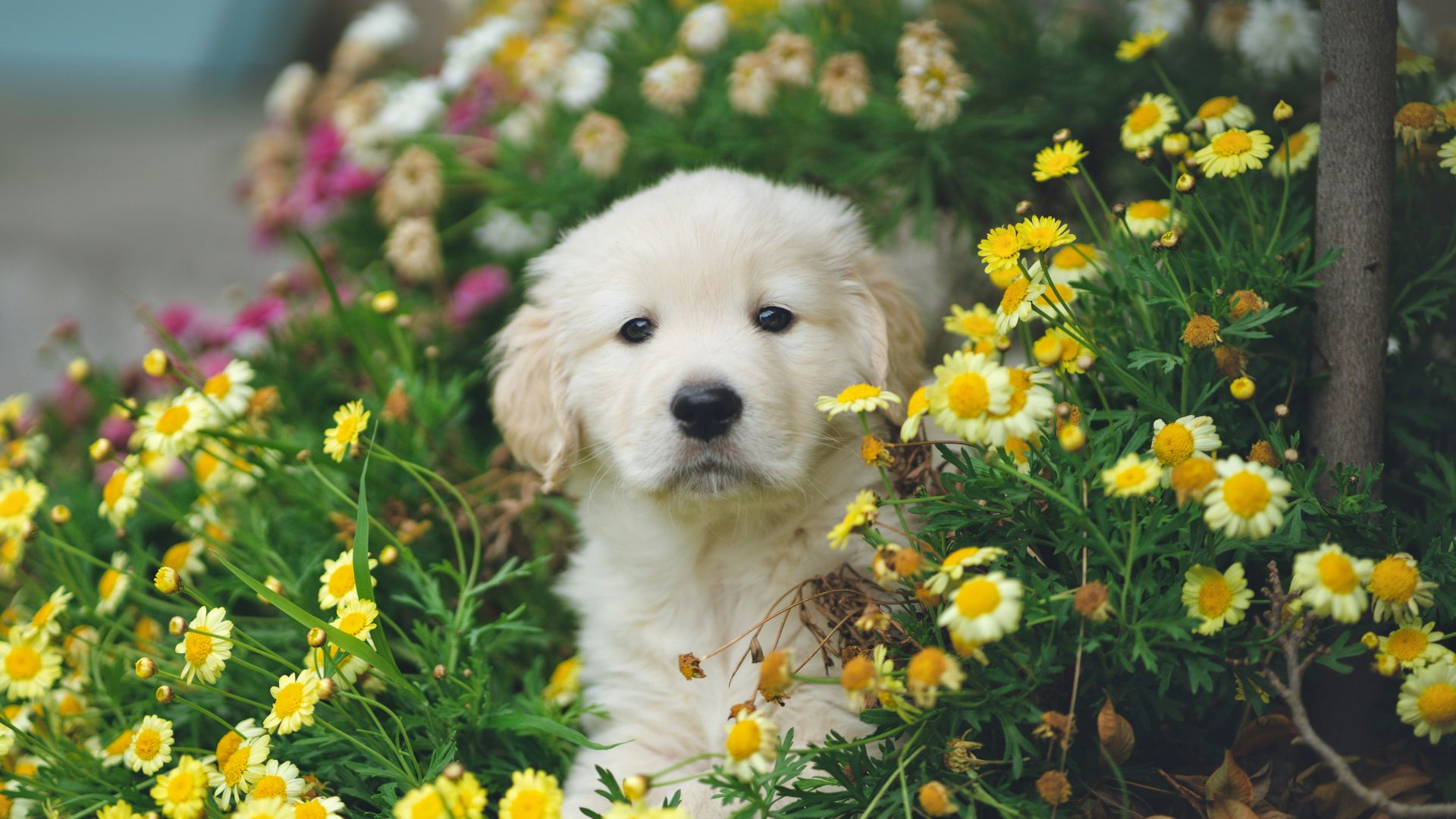white and brown short coated puppy on blue flower field during daytime