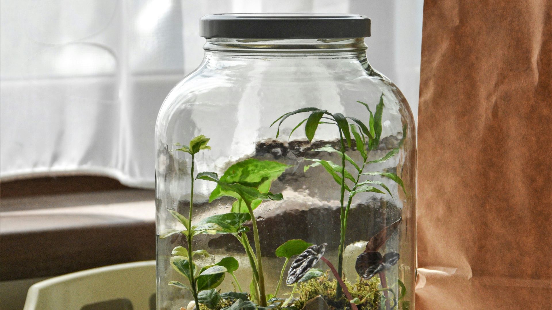 green plant in clear glass jar