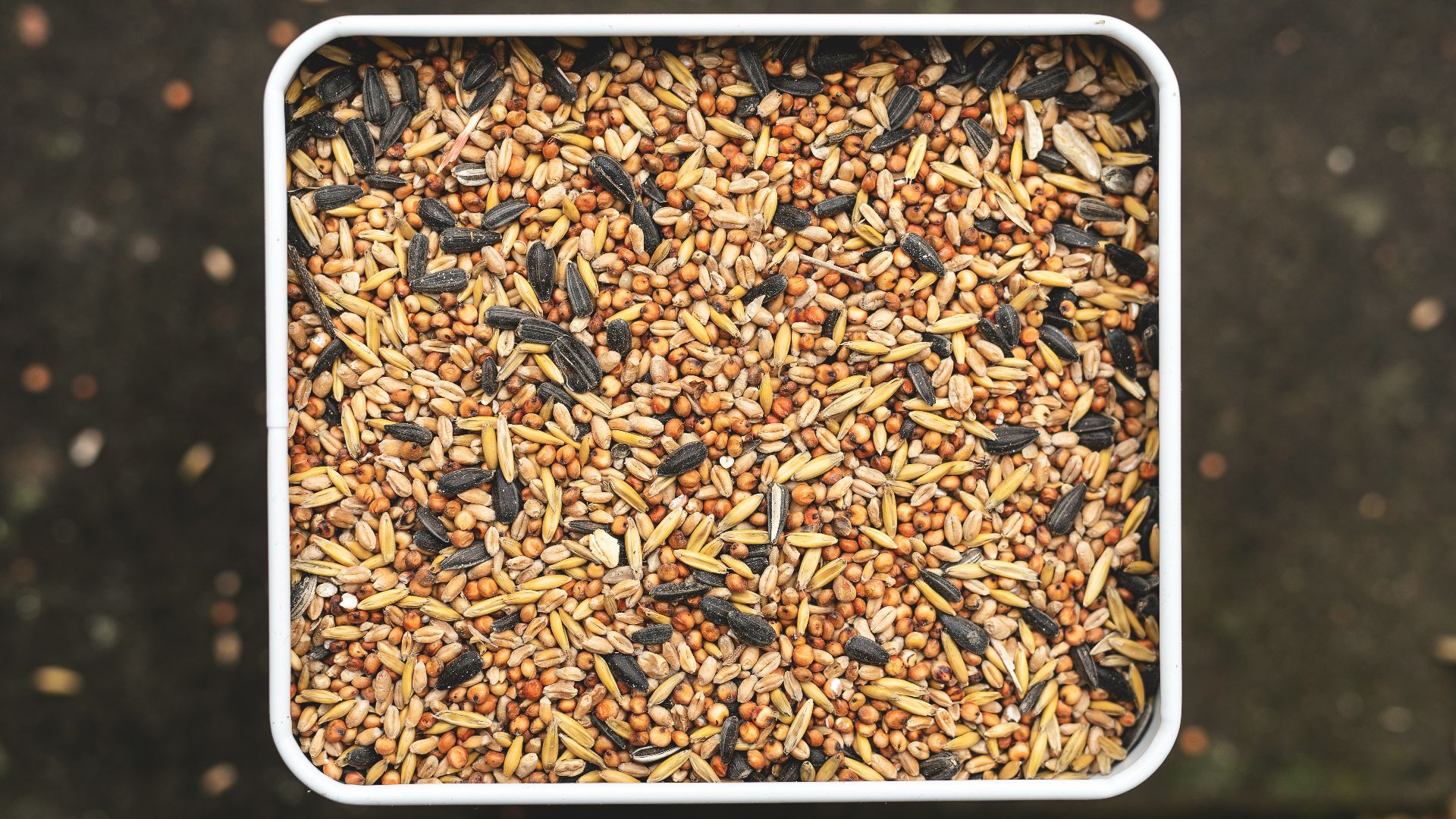 brown dried leaves on white rectangular container