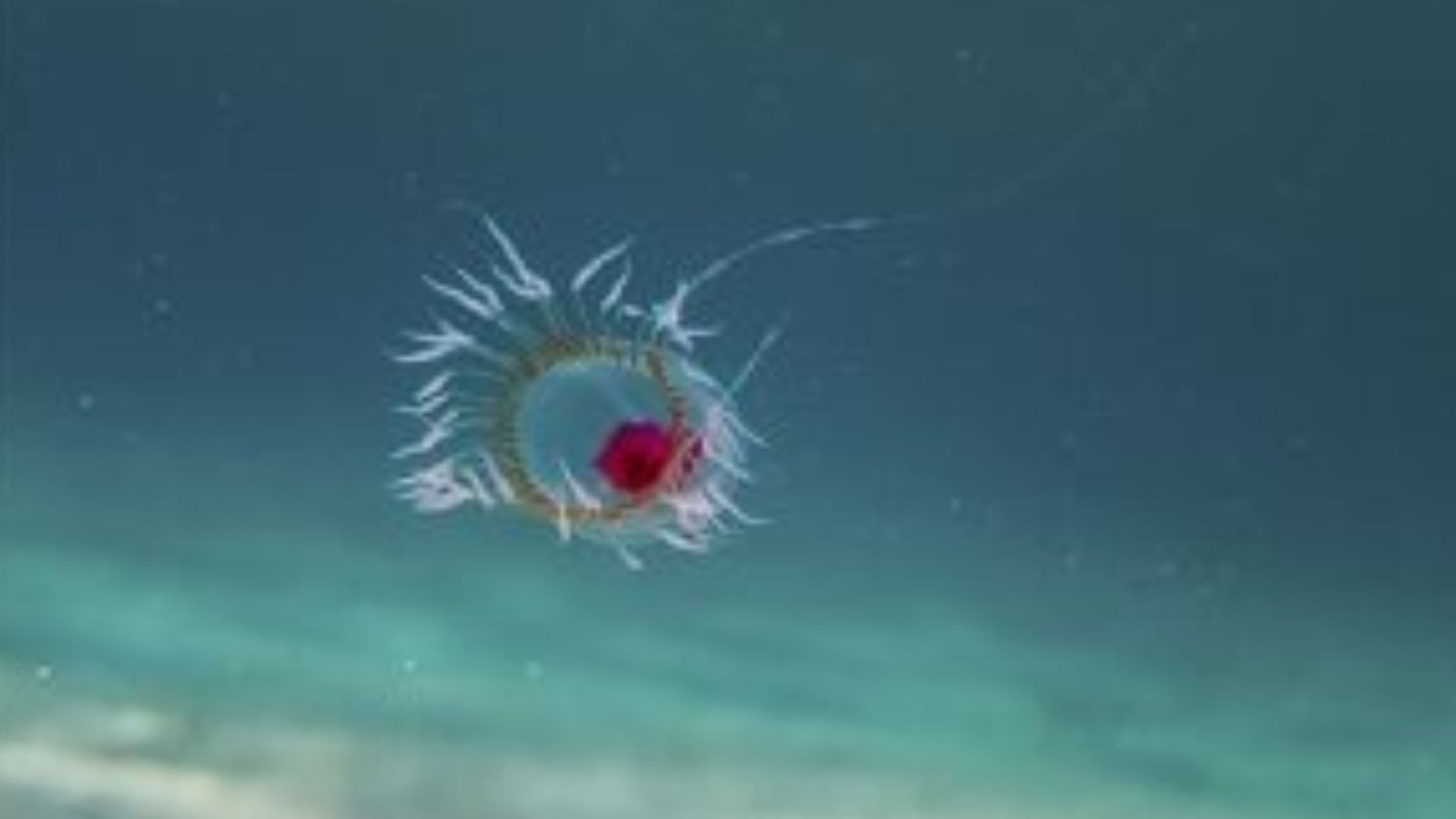 File:Turritopsis dohrnii.jpg