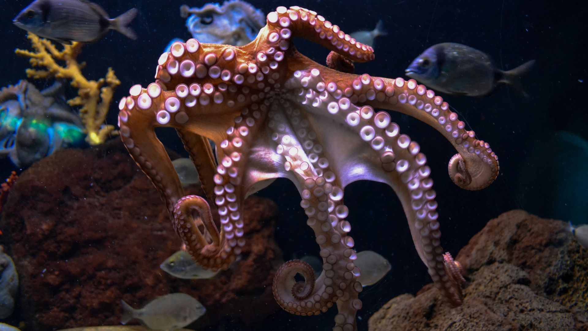 brown octopus