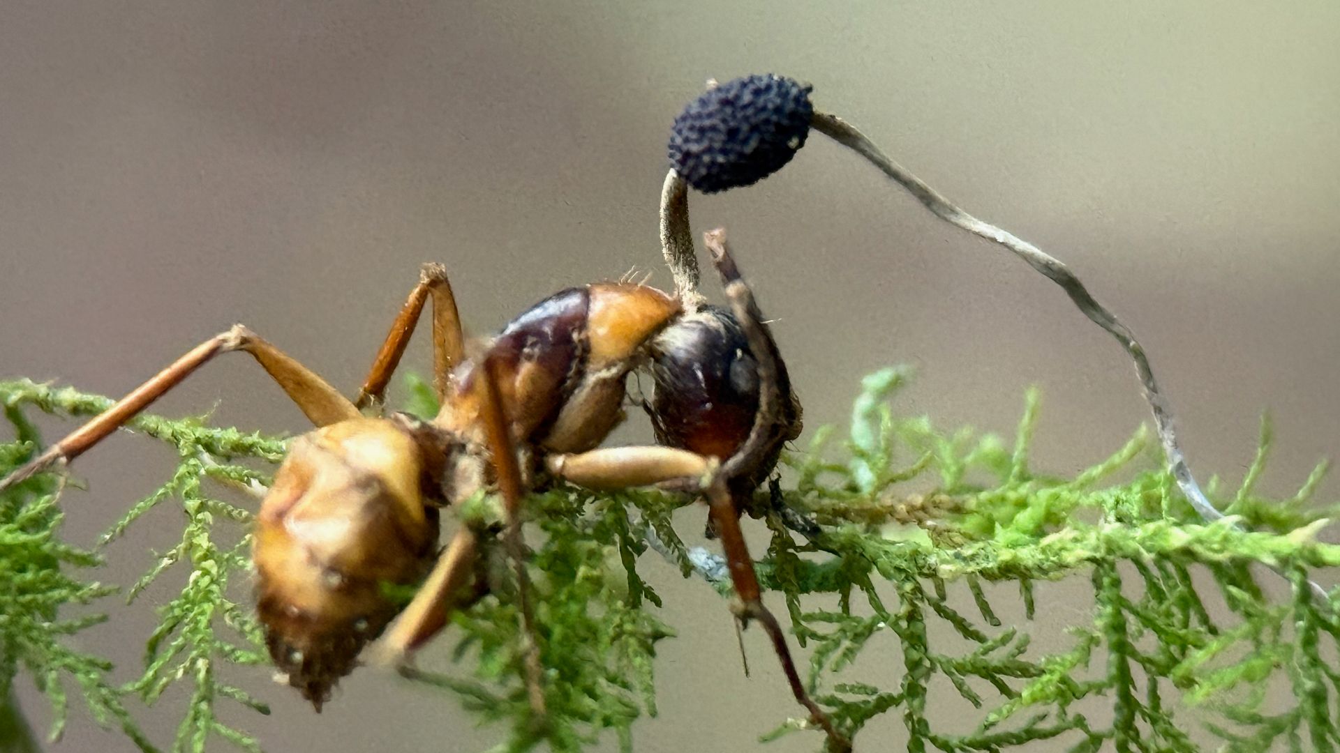 File:Ant and Ophiocordyceps.jpg