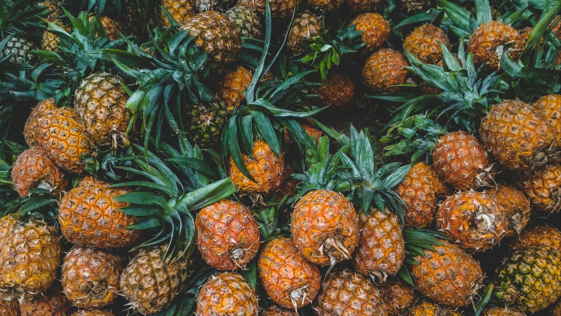 Carlo Martin Alcordo