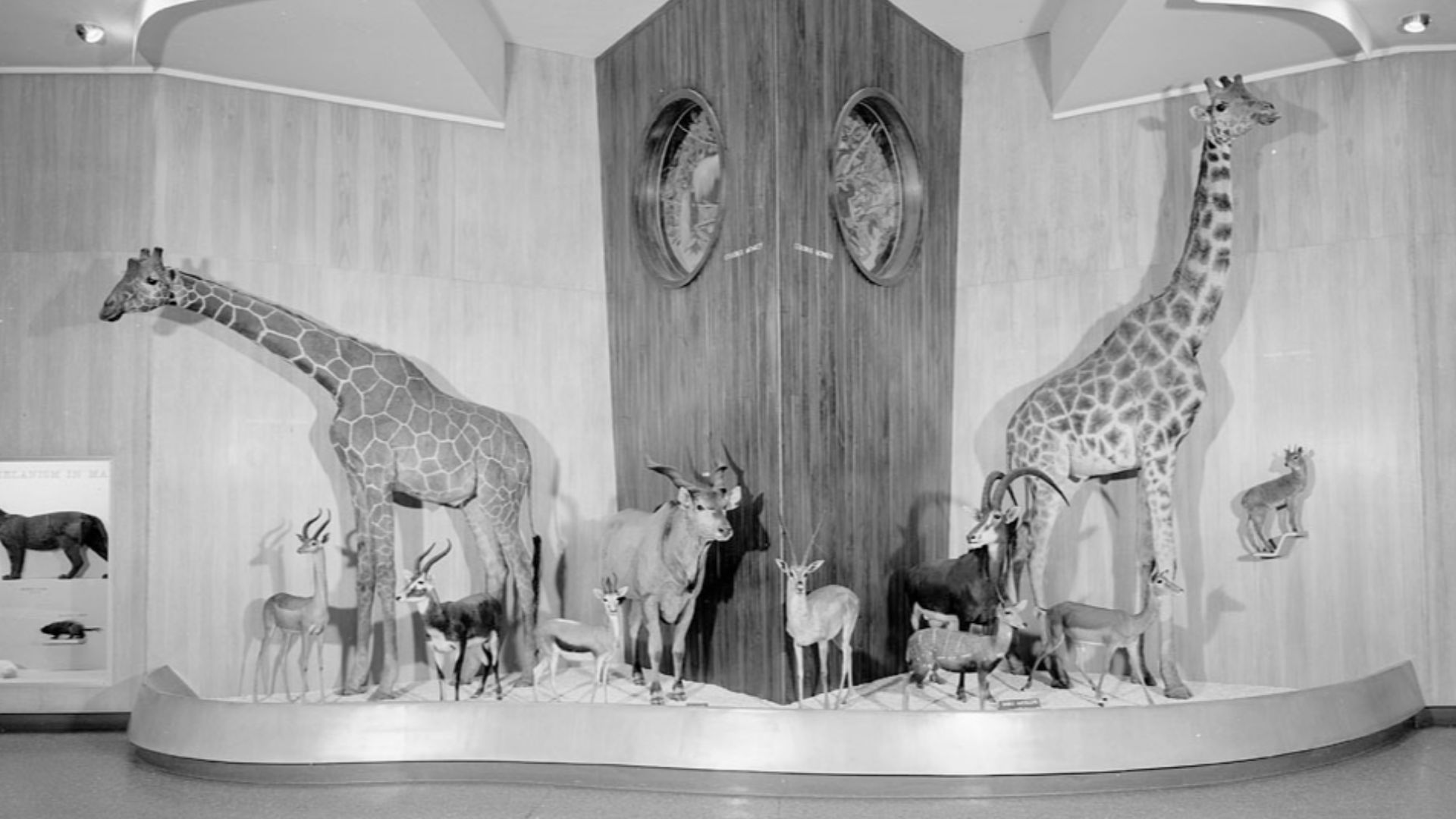 File:Smithsonian Institution Archives - MNH429.jpg