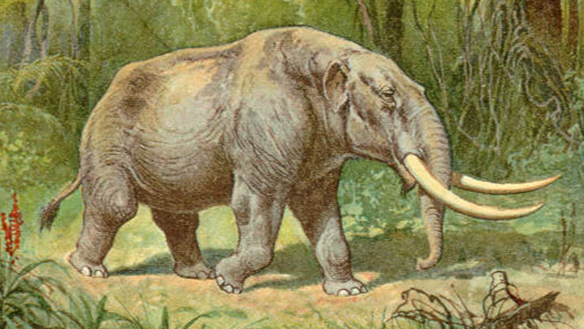 File:Mastodon color.jpg