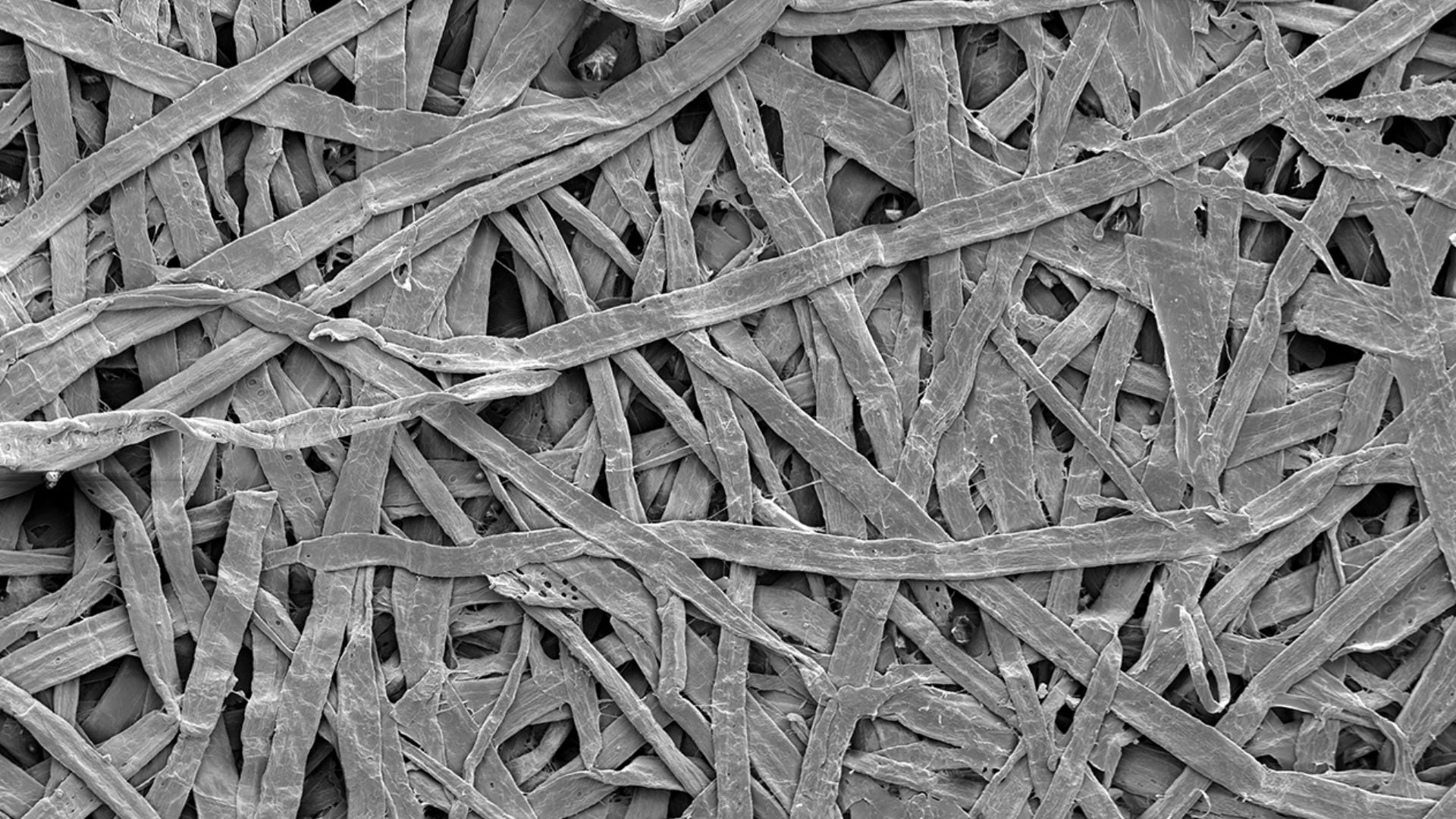 File:Scanning electron image of wood pulp paper - 100x.jpg