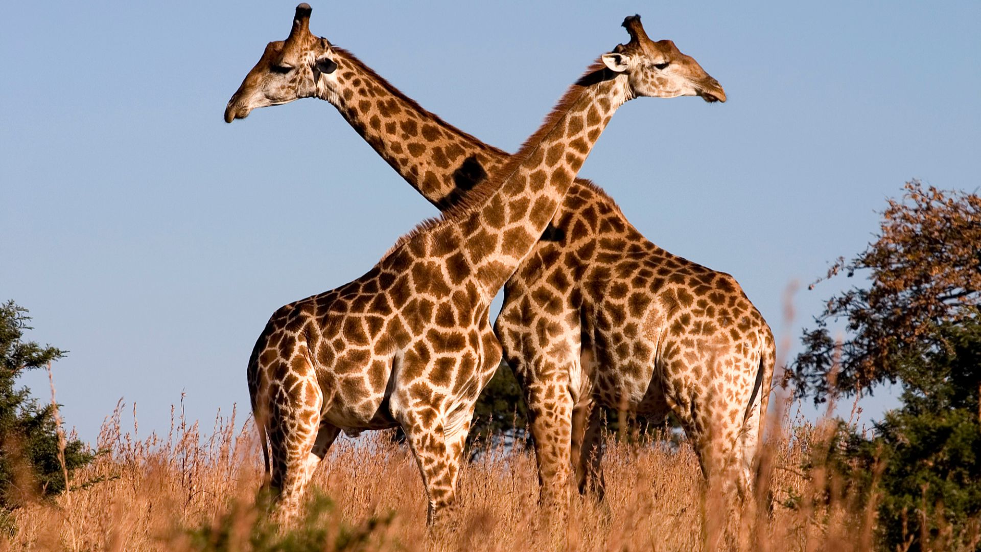 File:Giraffe Ithala KZN South Africa Luca Galuzzi 2004.JPG