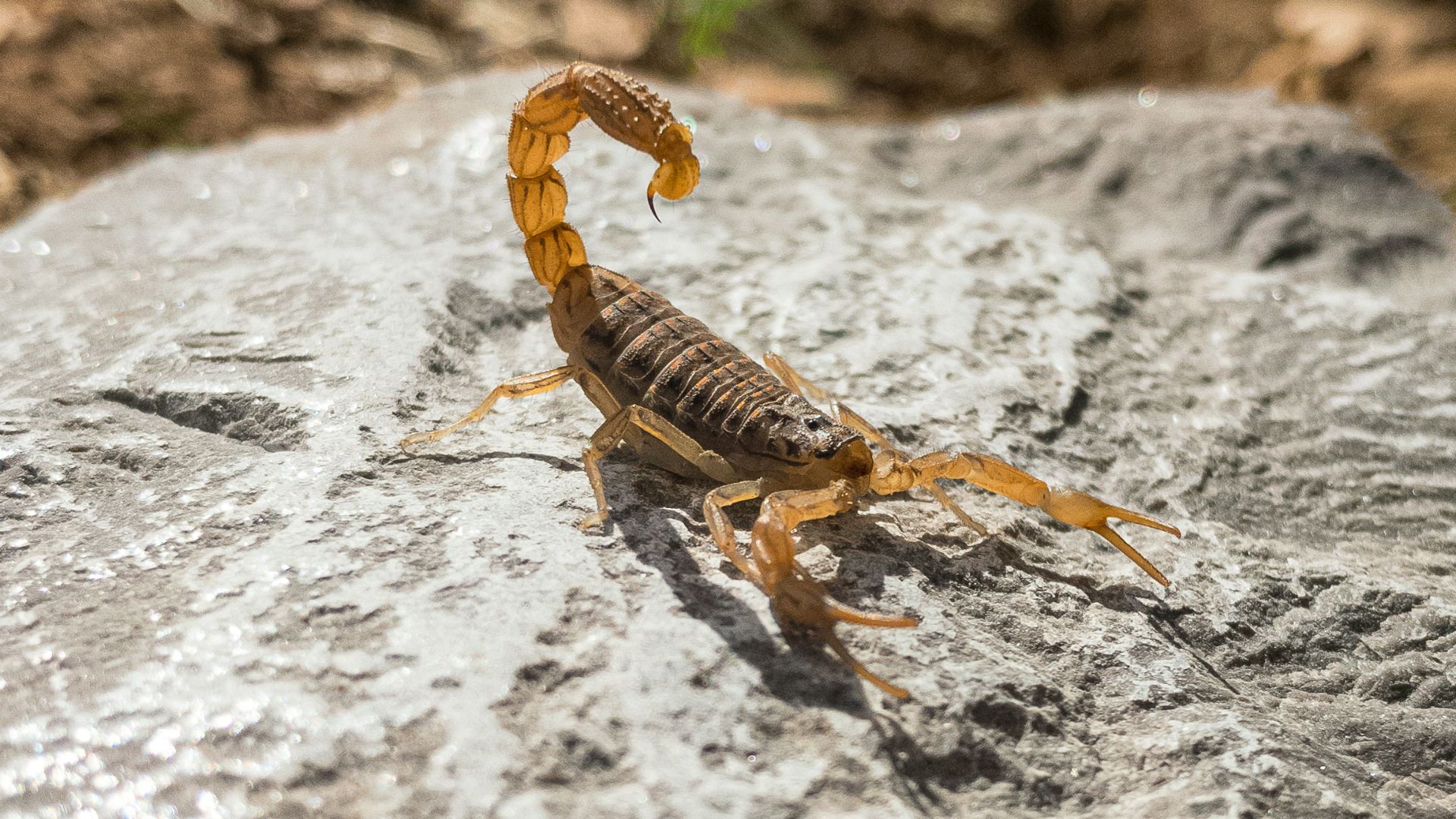 brown and black striped spider on gray rock