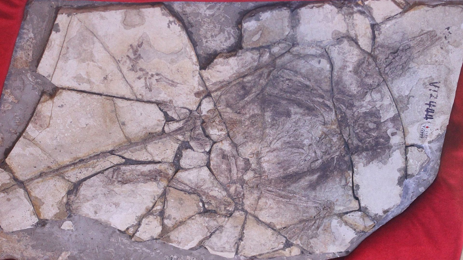 File:Archaeoraptor IVPP.jpg