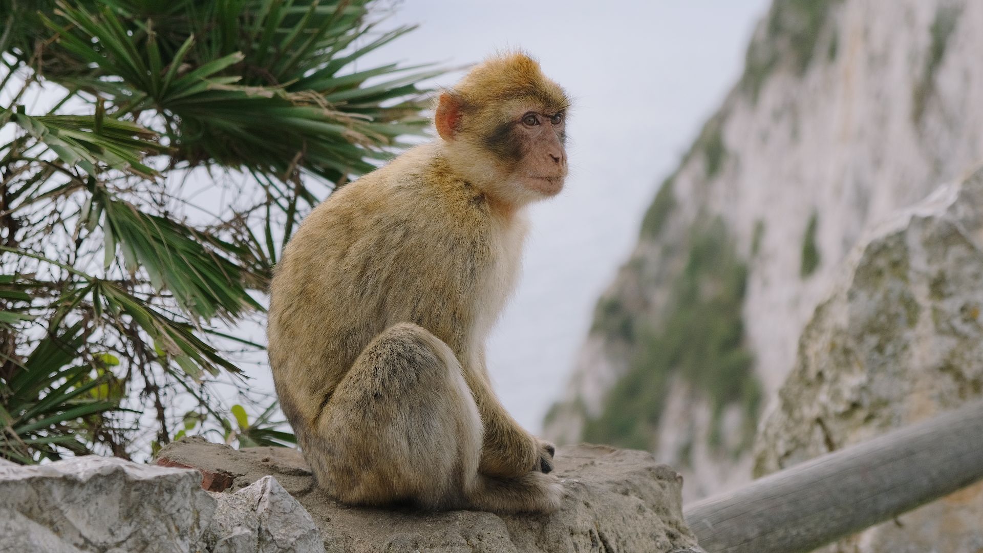 File:Barbary Macaques Gibraltar 08.jpg