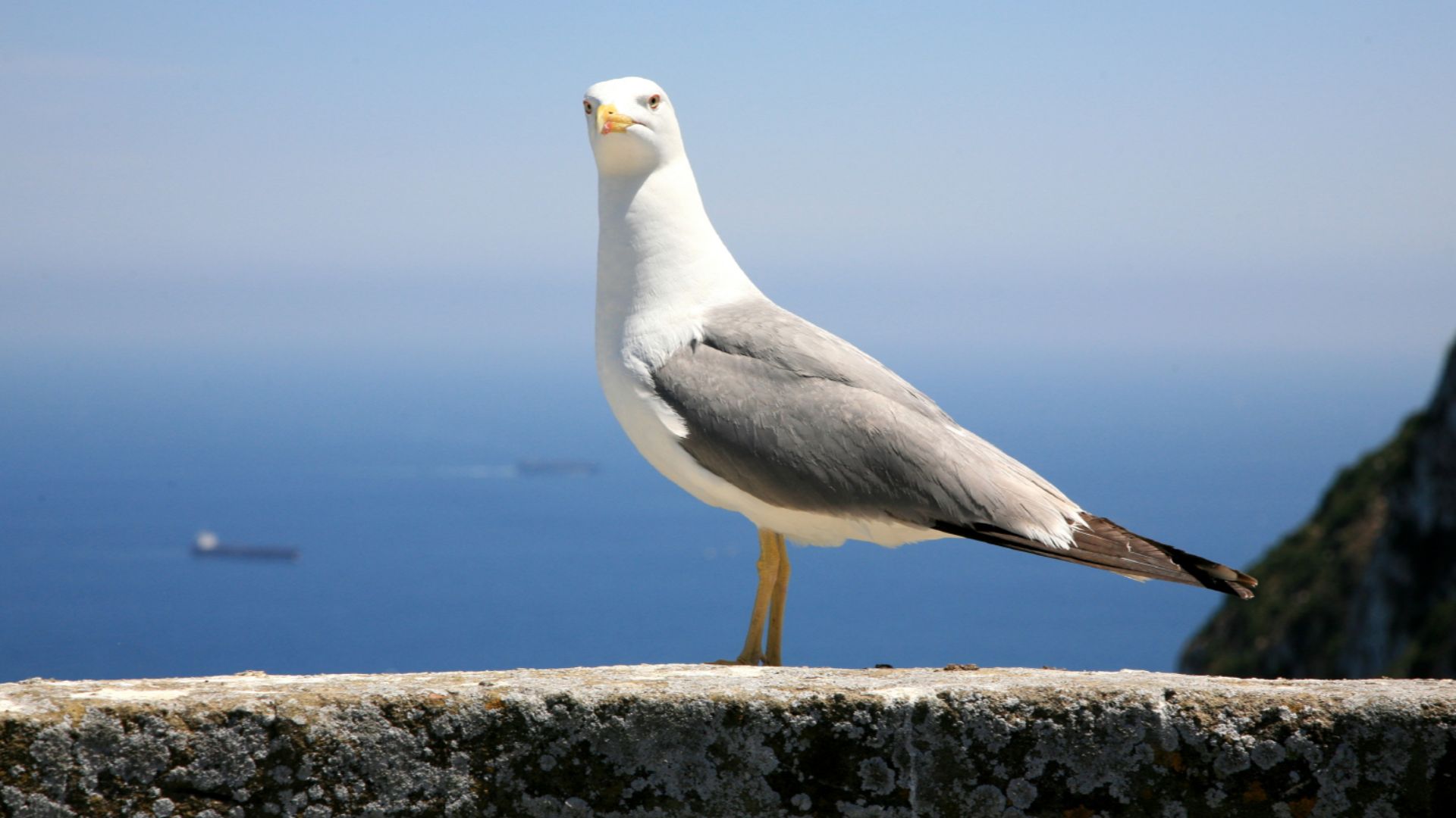 File:Larus canus 6285 (1873194471).jpg