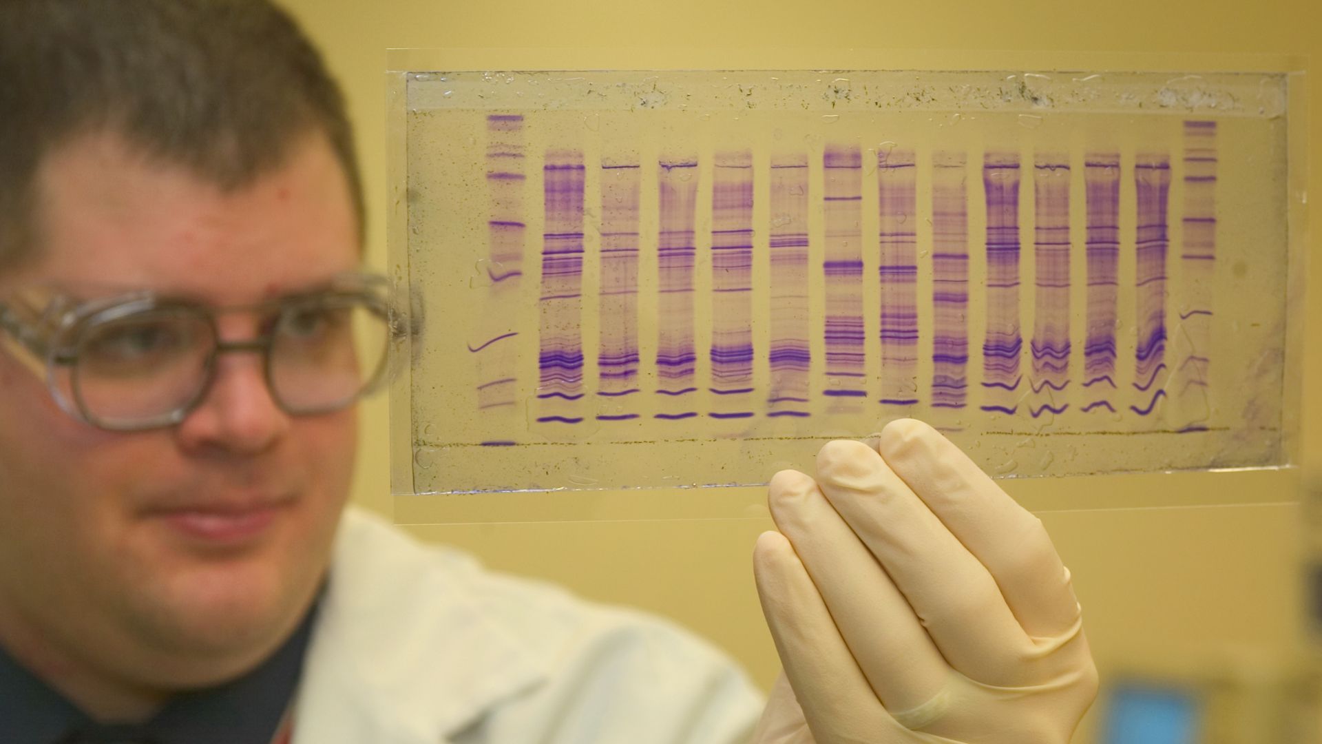File:CBP chemist reads a DNA profile.jpg