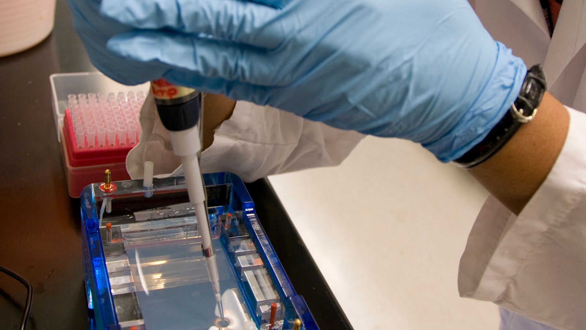 File:FDA microbiologist prepares DNA samples for gel electrophoresis analysis.jpg