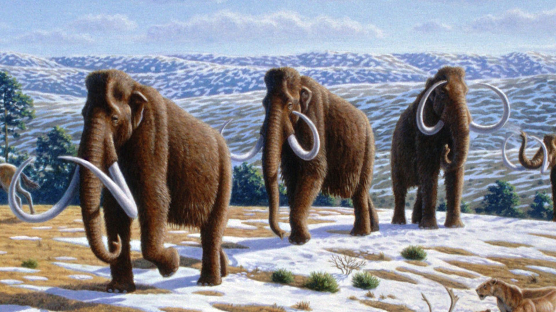 File:Woolly mammoth (Mammuthus primigenius) - Mauricio Antón.jpg