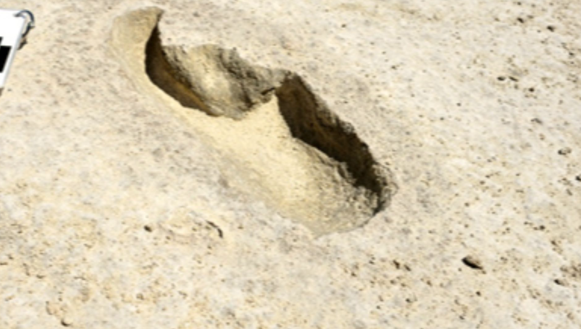 File:Fossil footprint, Harlan's ground sloth, White Sands National Park, New Mexico, United States.jpg