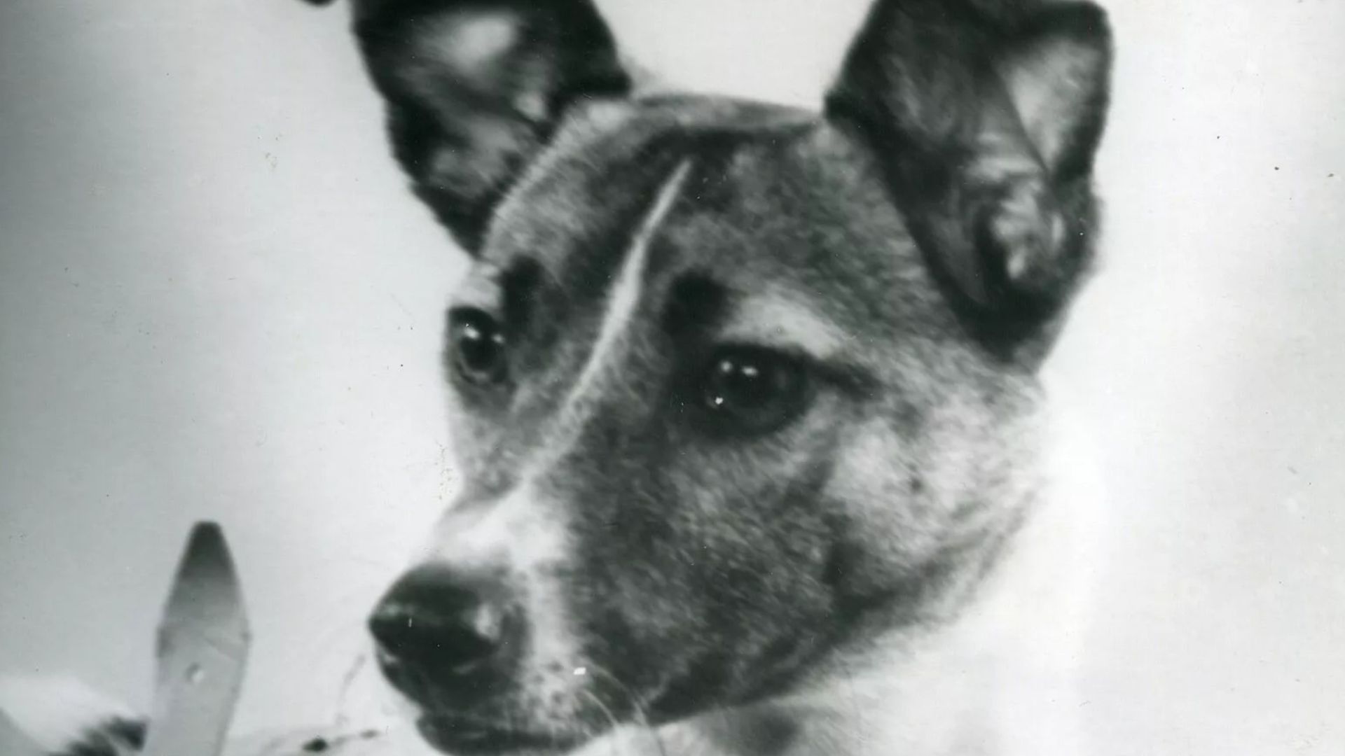 File:Laika in 1957.jpg