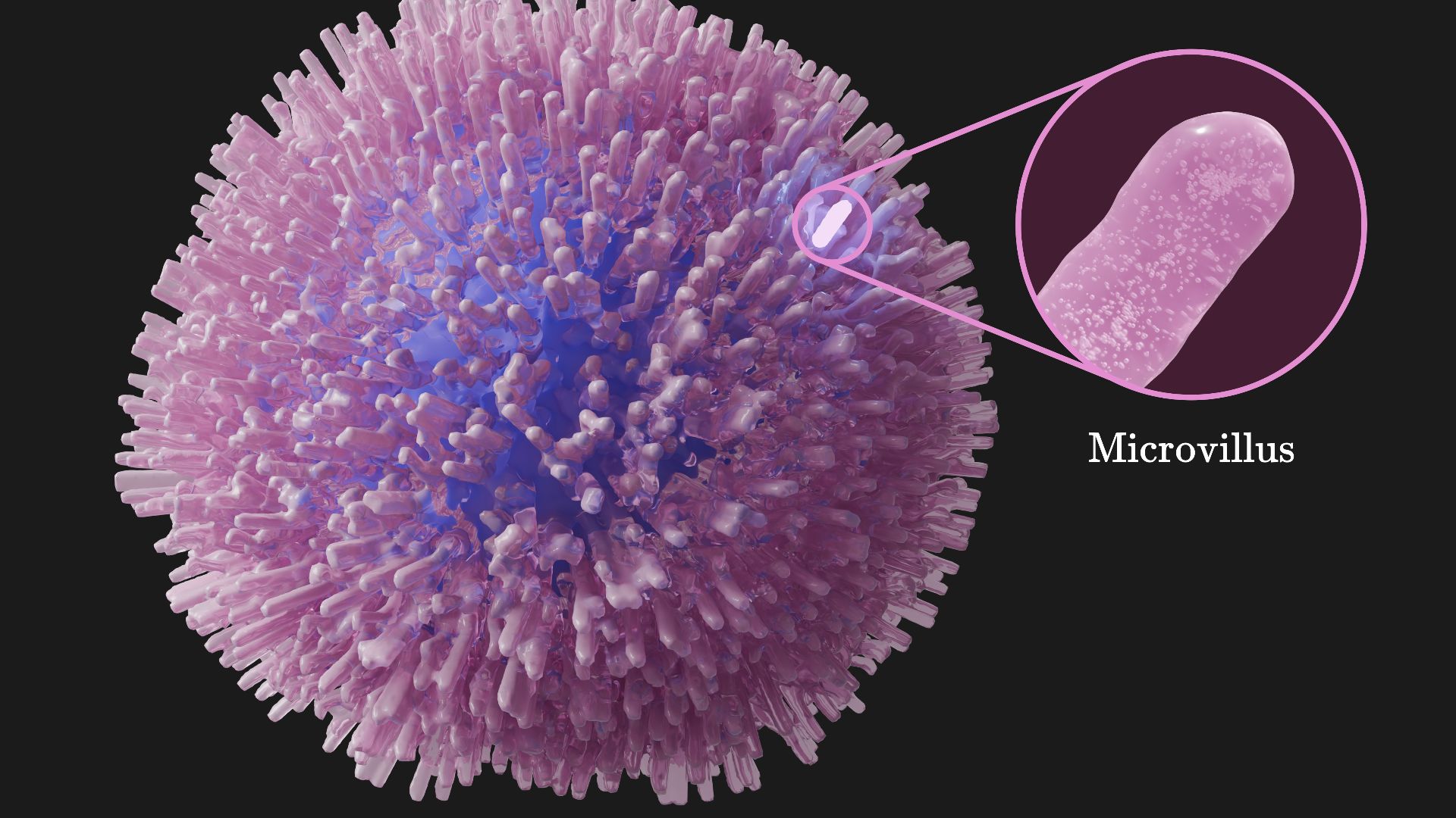 A 3D render of a singular standard T-lymphocyte, with a single annotated microvillus on the right.