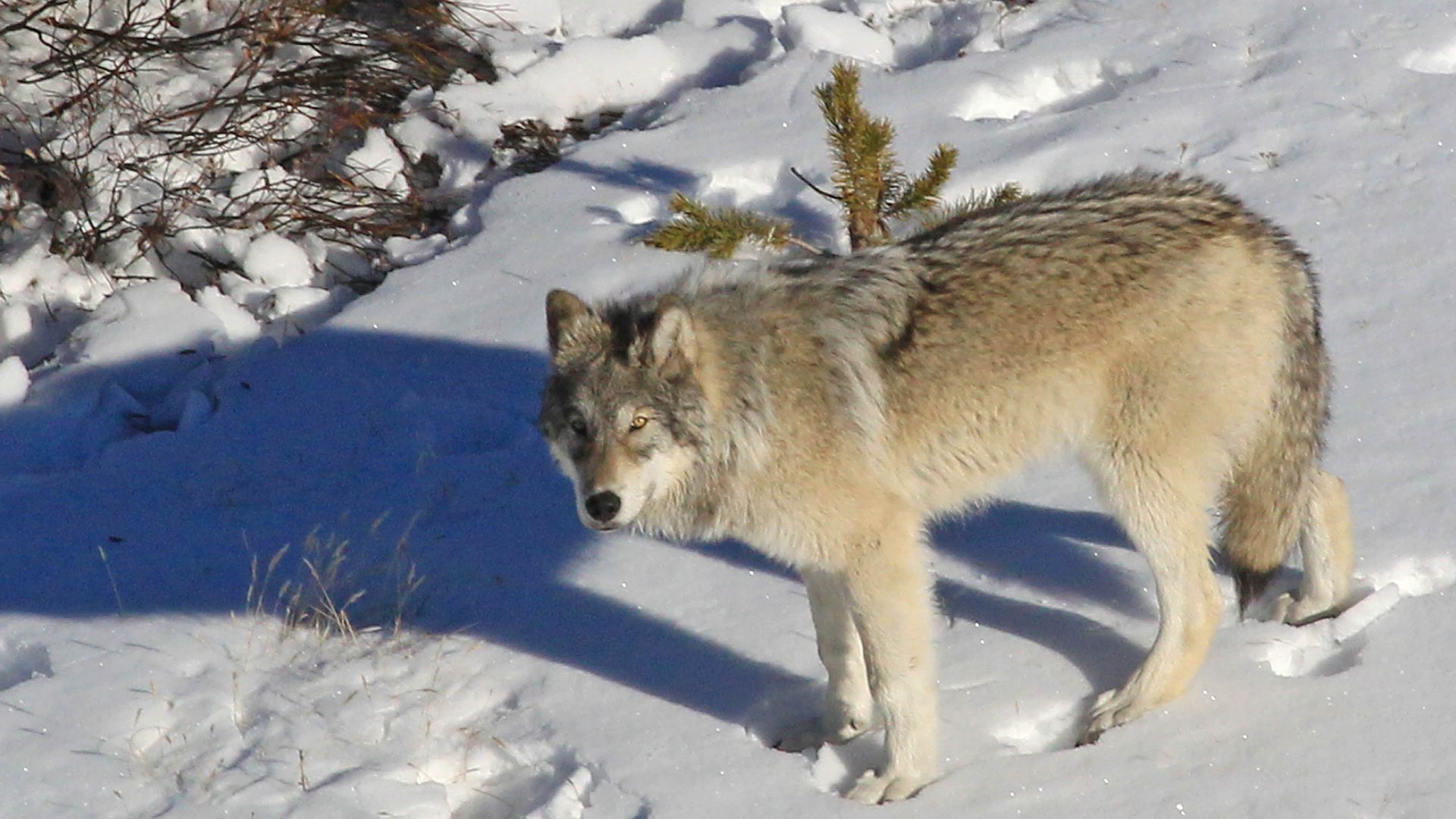 Yellowstone Delta Pack wolf;
Dan Stahler;
November 2013;

Catalog #19660d