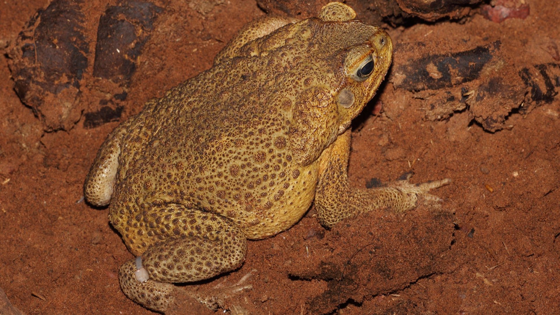 Cane Toad male, feral in the Tanamai desert, Northern Teritory, Australia