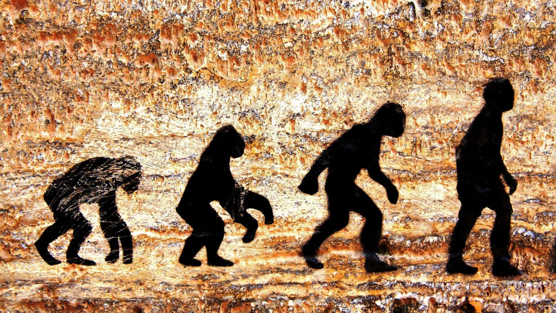 Evolution facts
