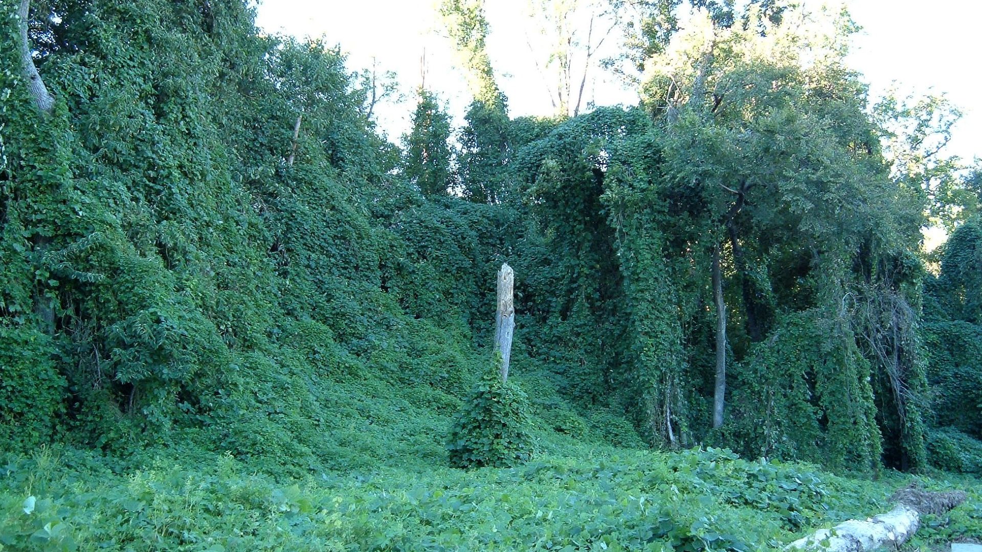 Kudzu on trees in Atlanta, Georgia, USA

Location: Piedmont Park, next to large drainage ditch near railroad track