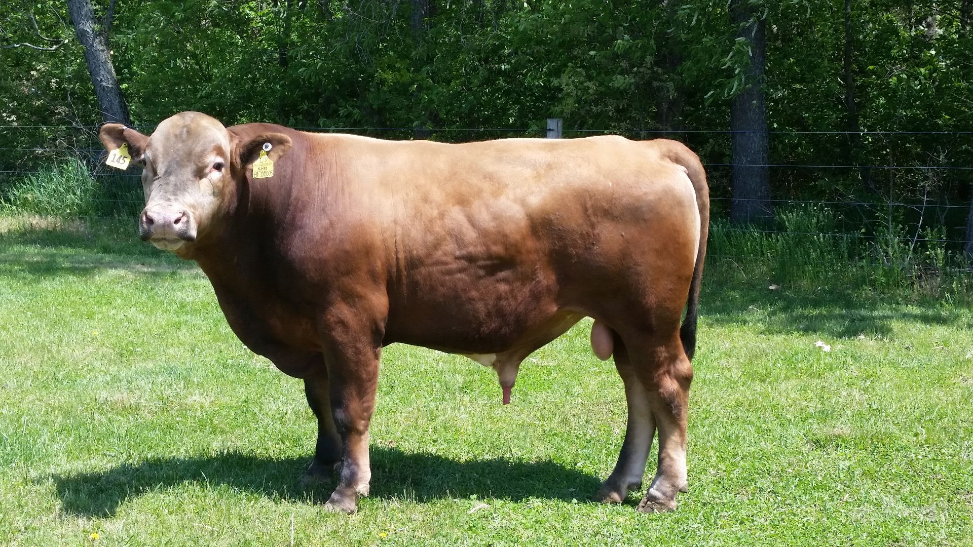 Image of a beefalo bull