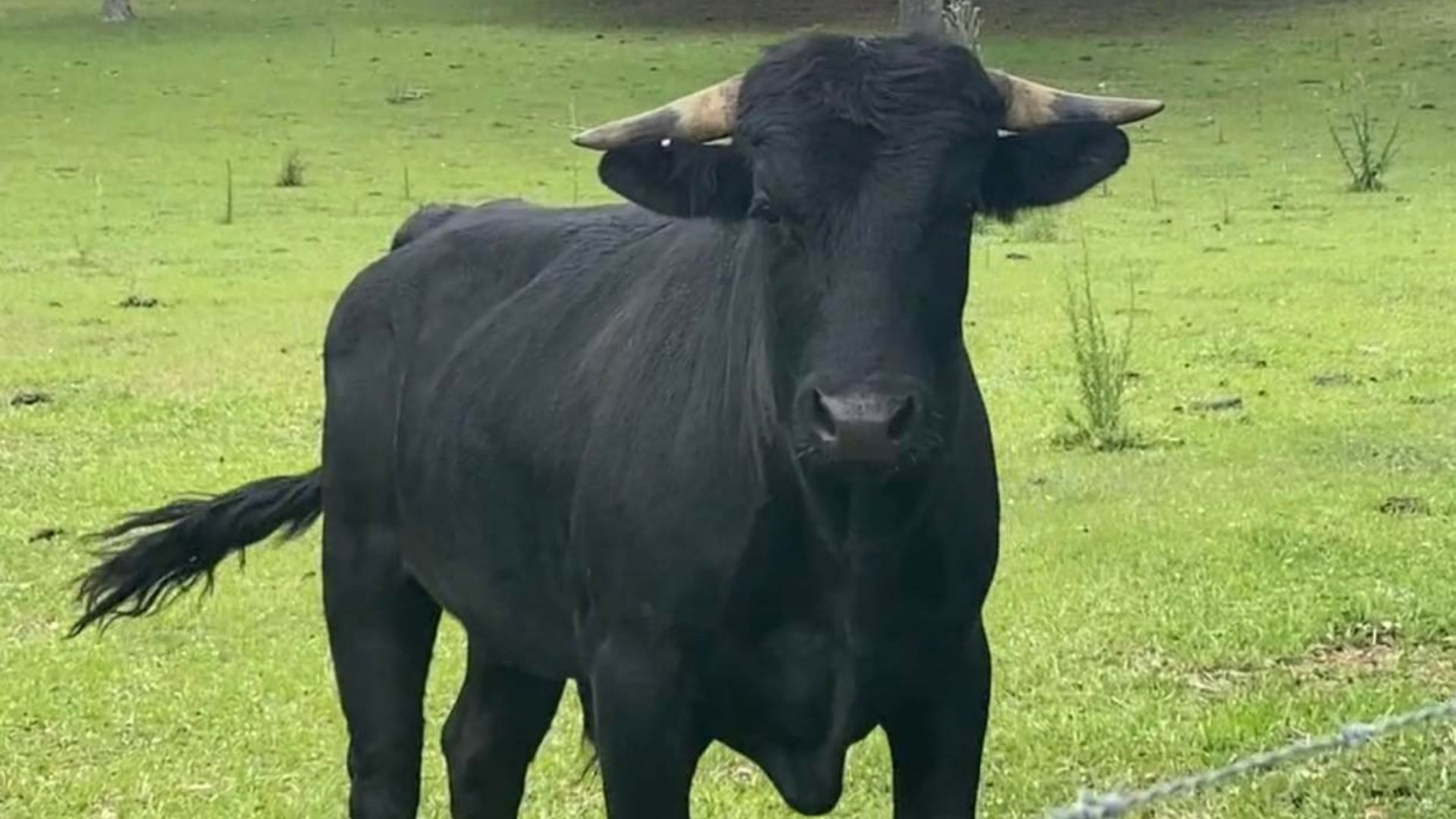Buddy the beefalo is pictured at his home at Critter Creek Farm Sanctuary in Gainesville, Florida.