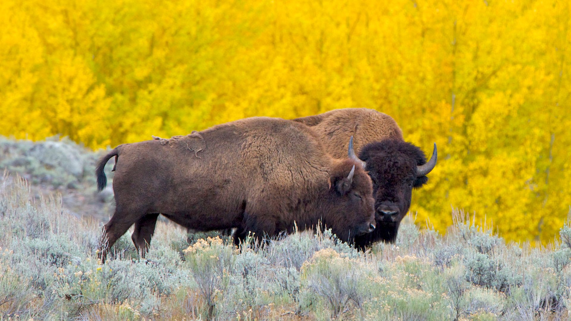 American Bison and calf with a background of rich autumn colours, in Yellowstone NP