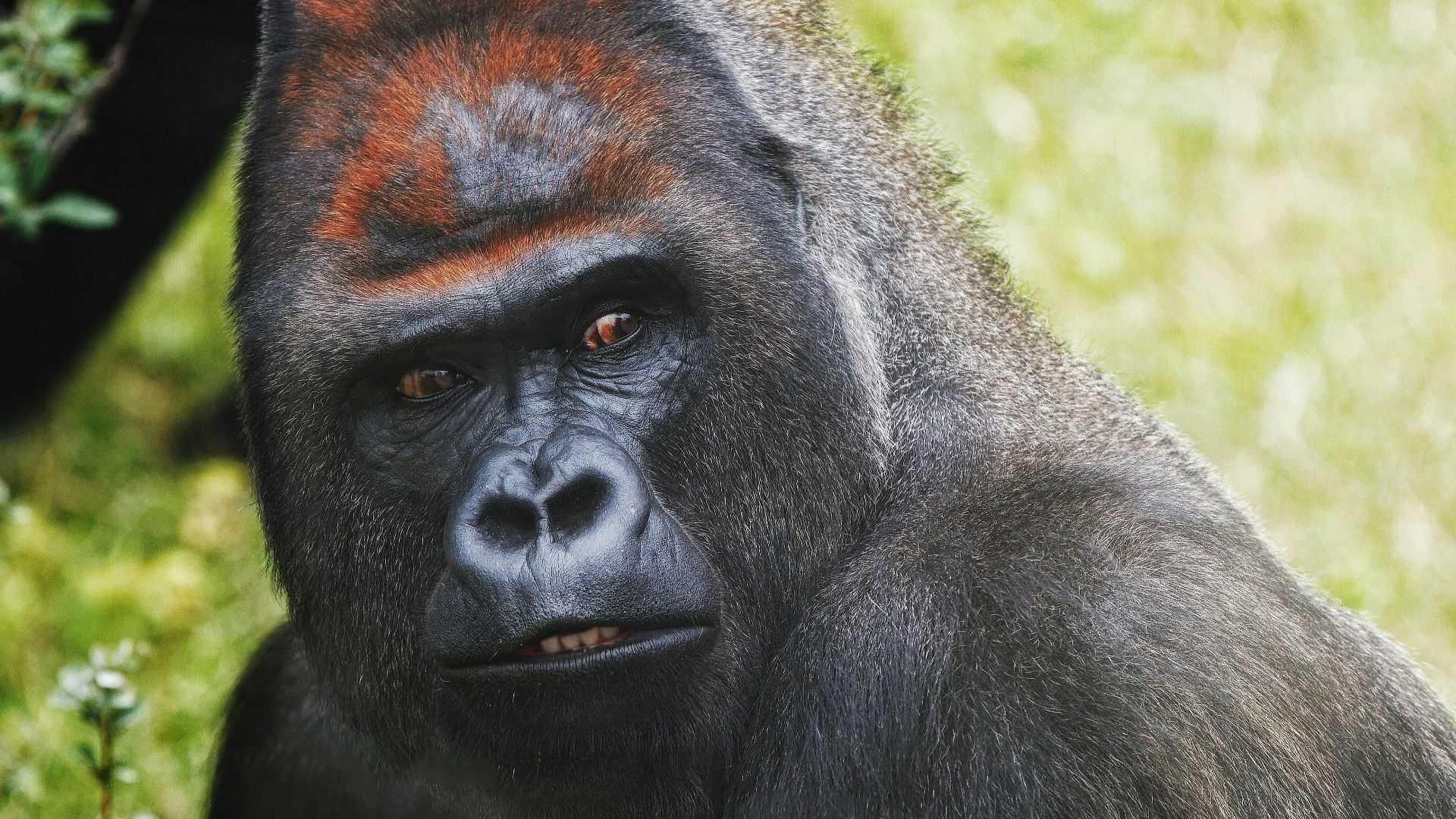 a close up of a gorilla face with grass in the background