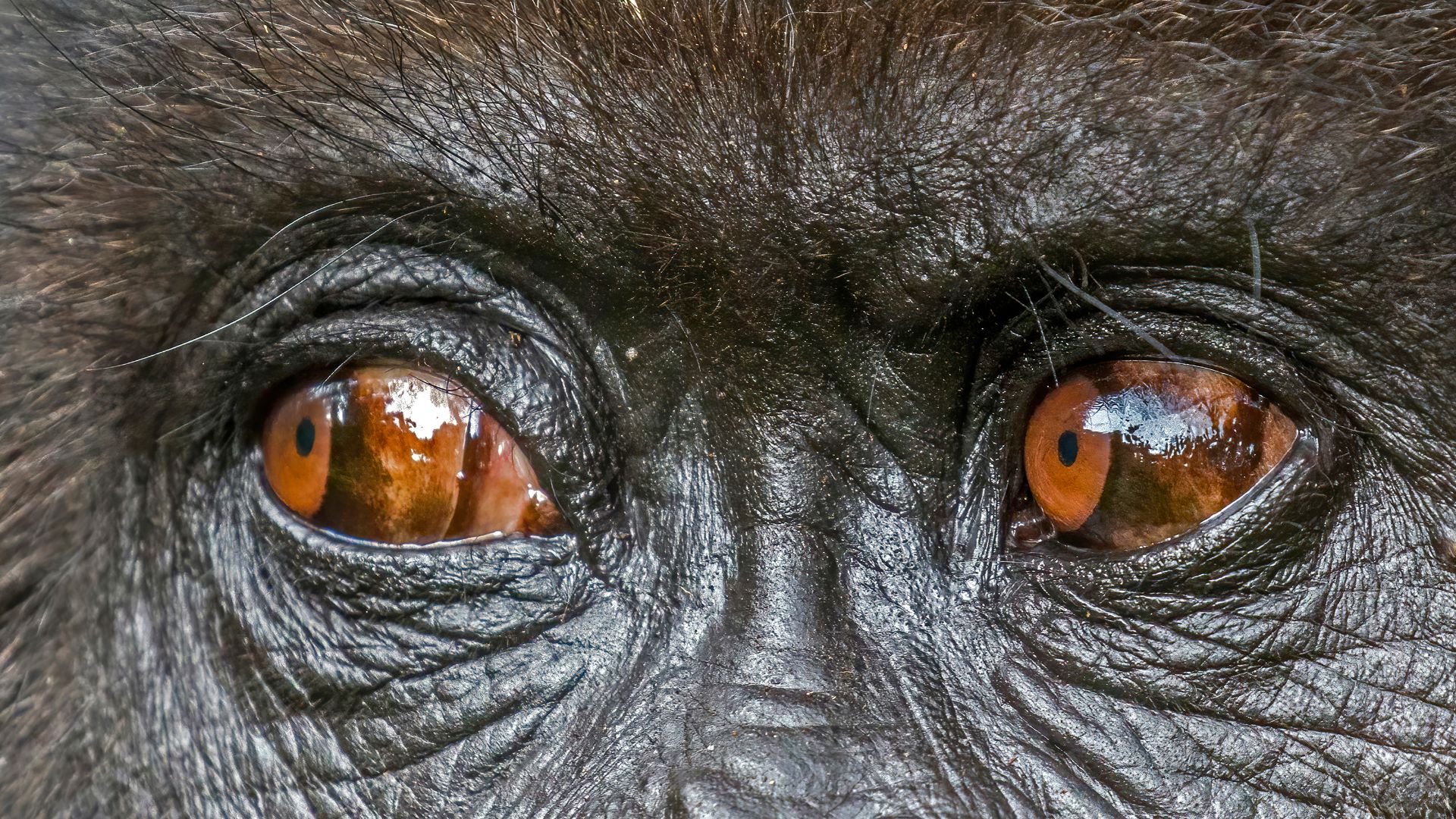 Closeup of a Mountain gorilla (Gorilla beringei beringei), Titus Group, Rwanda