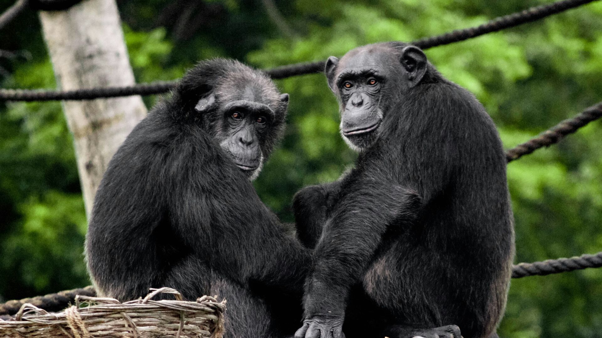 two black monkeys