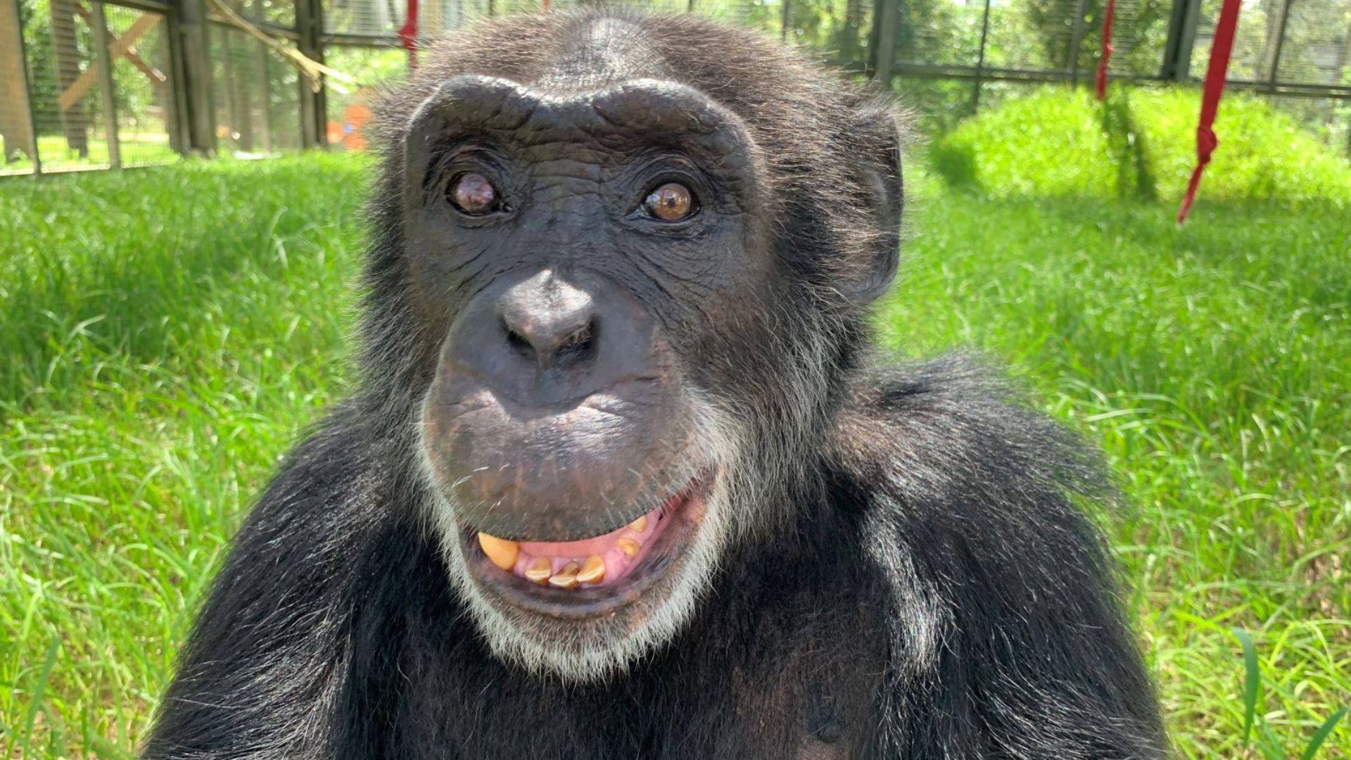 Marco the chimpanzee at the Center for Great Apes
