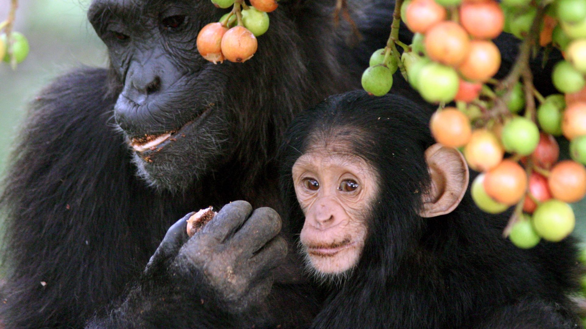 “Adult female-infant wild chimpanzees feeding on Ficus sur fruits in Kibale National Park, Uganda. The infant was one-year old, and he was still breast feeding. However, he has been seen to taste the flesh of red (very ripe) fruits. The picture was taken 