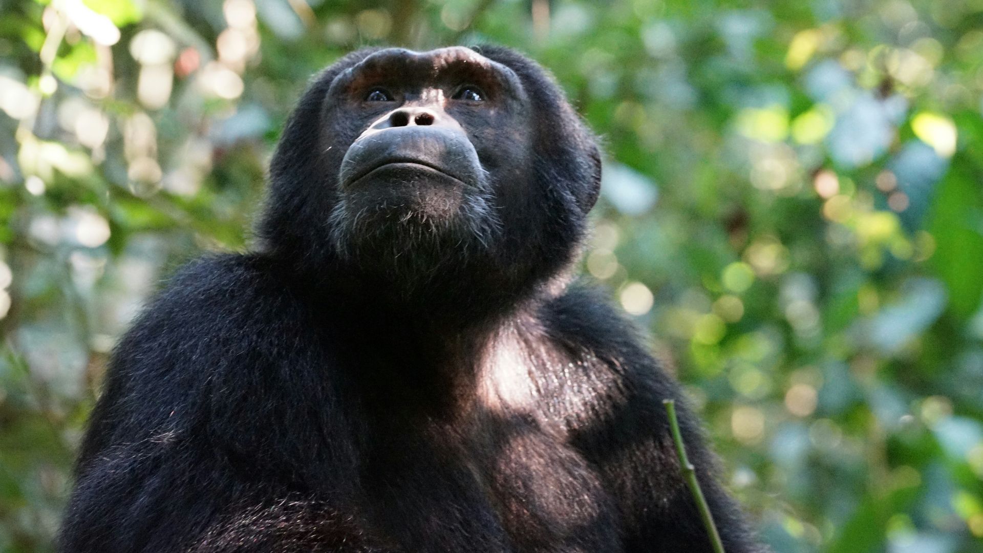 black monkey on green tree during daytime