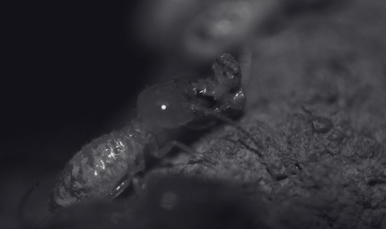 Termite 