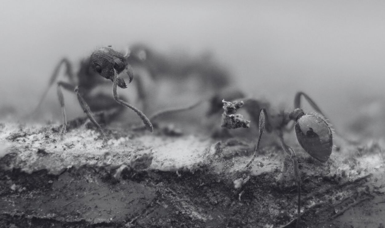 Red Ants
