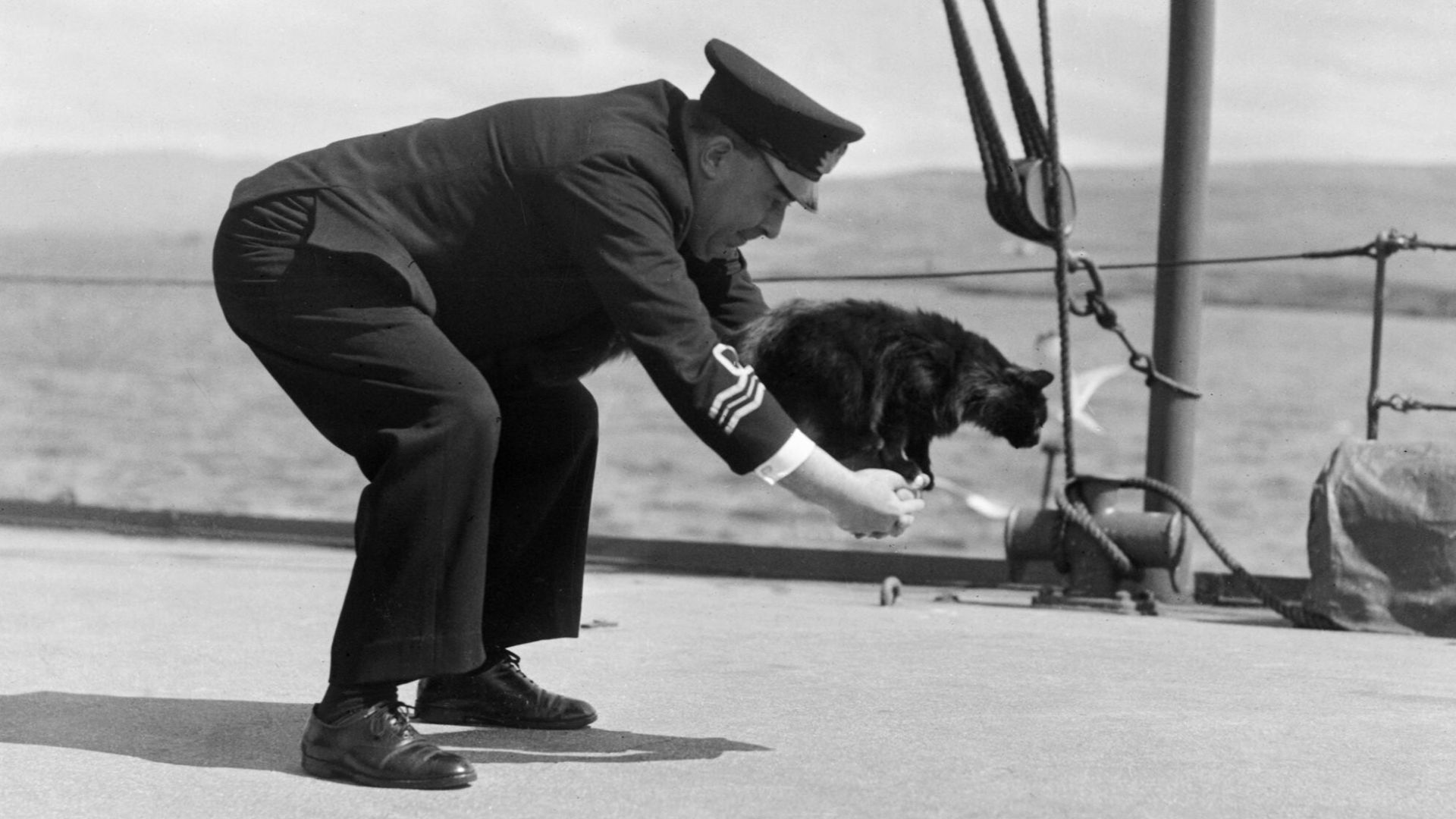 Lieutenant Commander R H Palmer OBE, RNVR plays with Peebles, the ship's cat, on board HMS WESTERN ISLES, Tobermory, Mull. According to the original caption, Peebles is very clever and shakes the hands of strangers when they enter the wardroom. Here he is