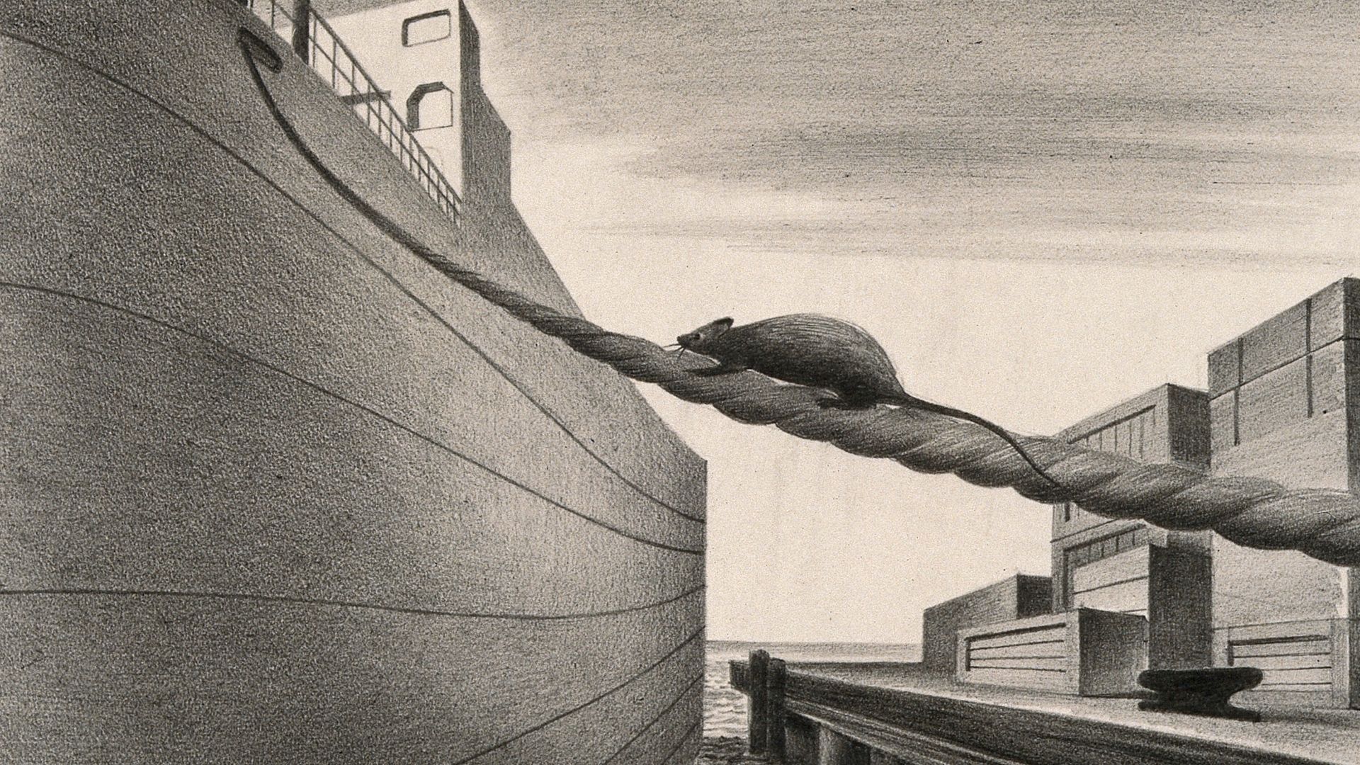 A rat stowing away on a ship, carrying the plague further afield. Drawing by A.L. Tarter, 194-.Iconographic CollectionsKeywords: Albert Lloyd Tarter