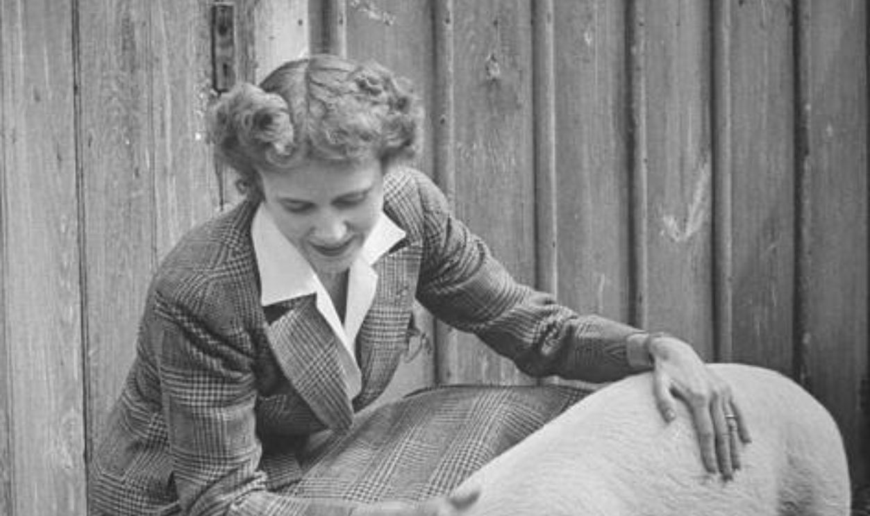 Wife of Time Inc. founder, Clare Boothe Luce, petting pig on Luce farm. NEAR GREENWICH