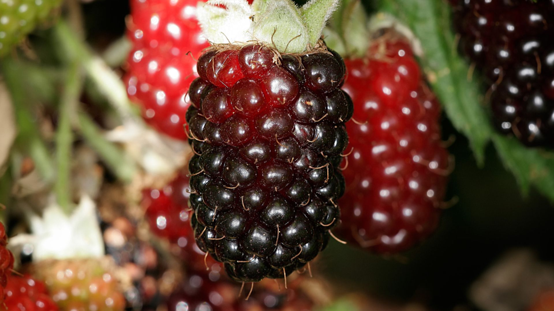 File:Boysenberries.jpg