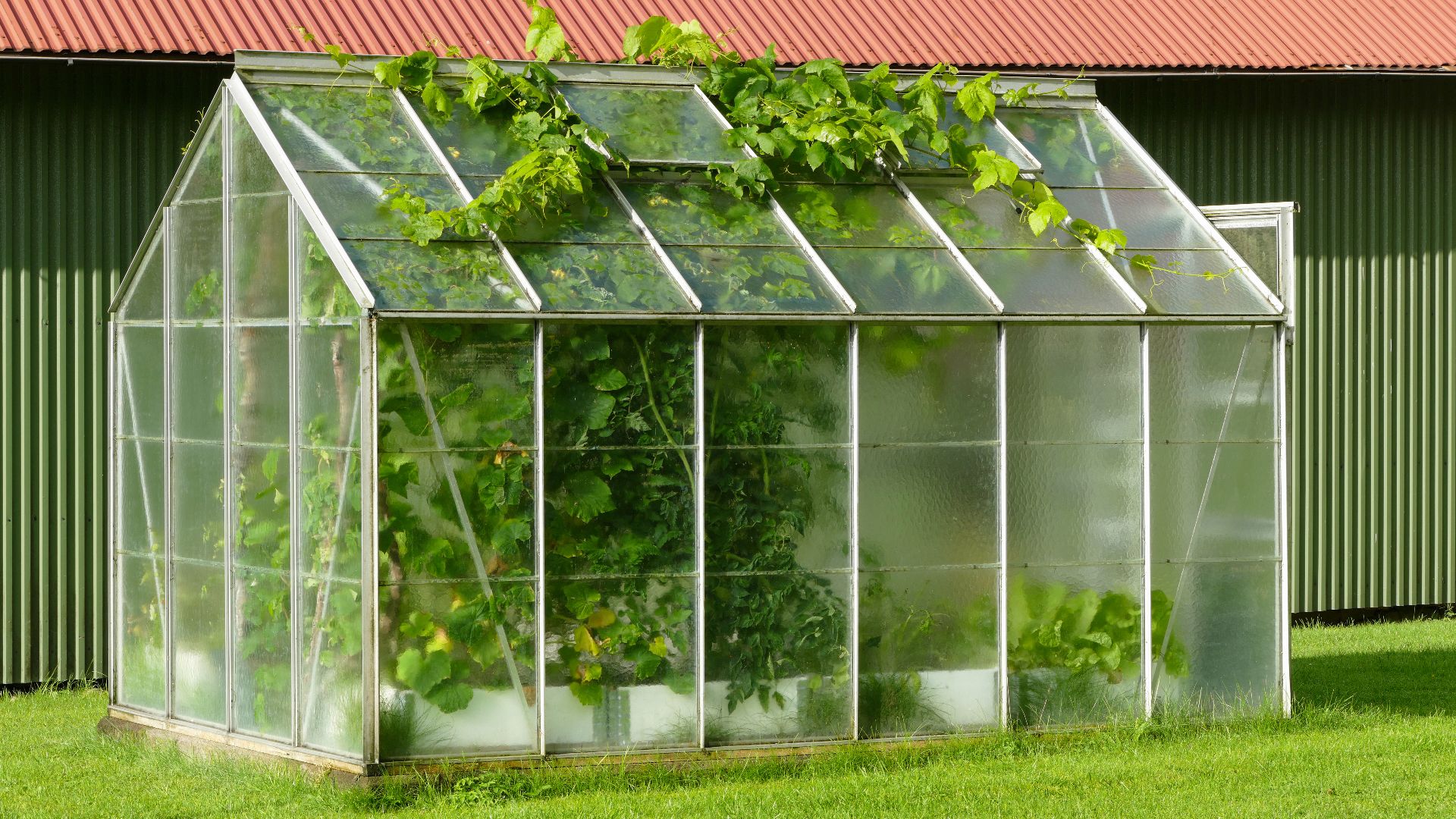 A small greenhouse with grapevines (Vitis vinifera) escaping from the roof hatch. In Gåseberg, Lysekil Municipality, Sweden.