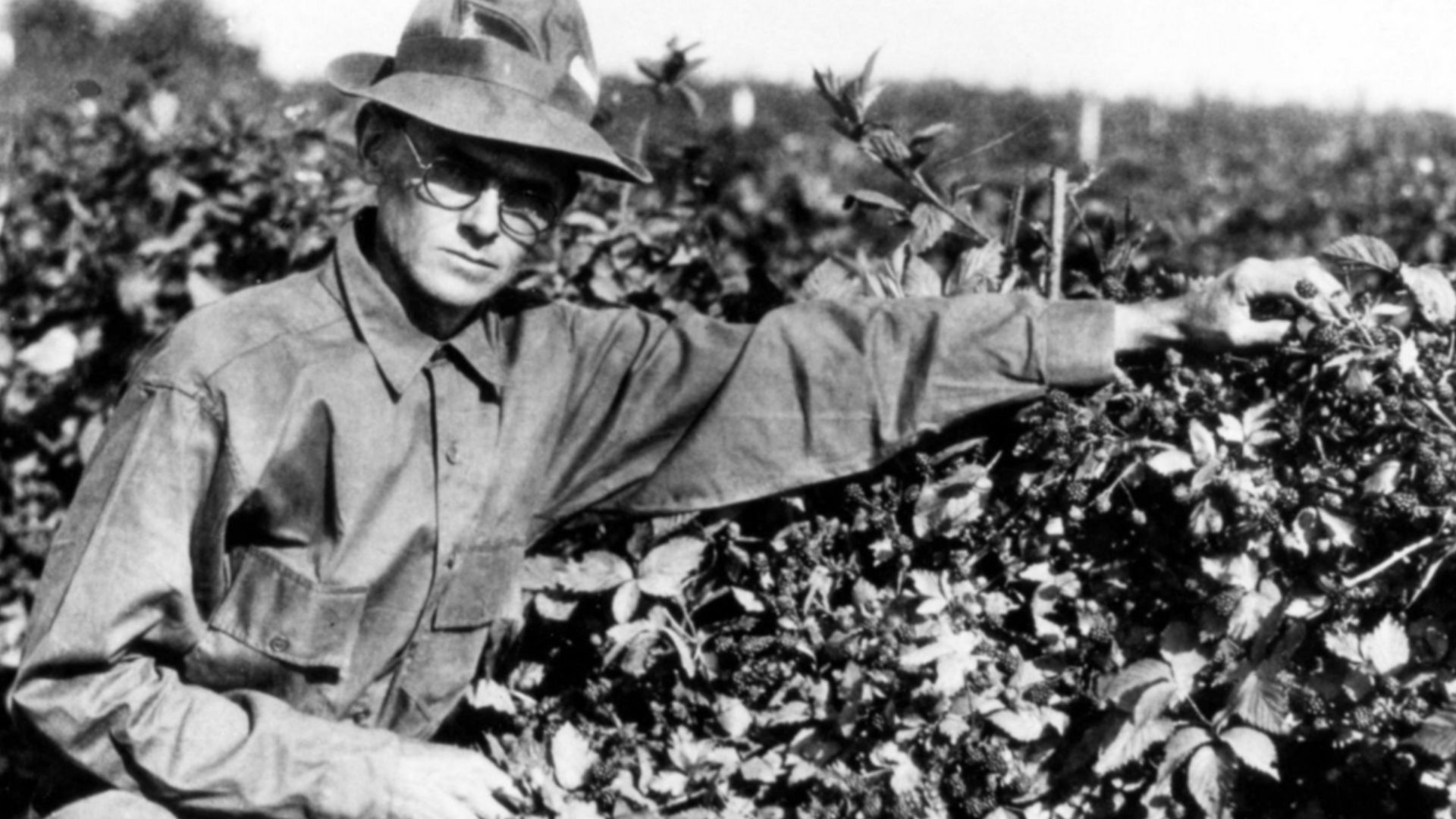 Walter Knott tending berries in 1948.