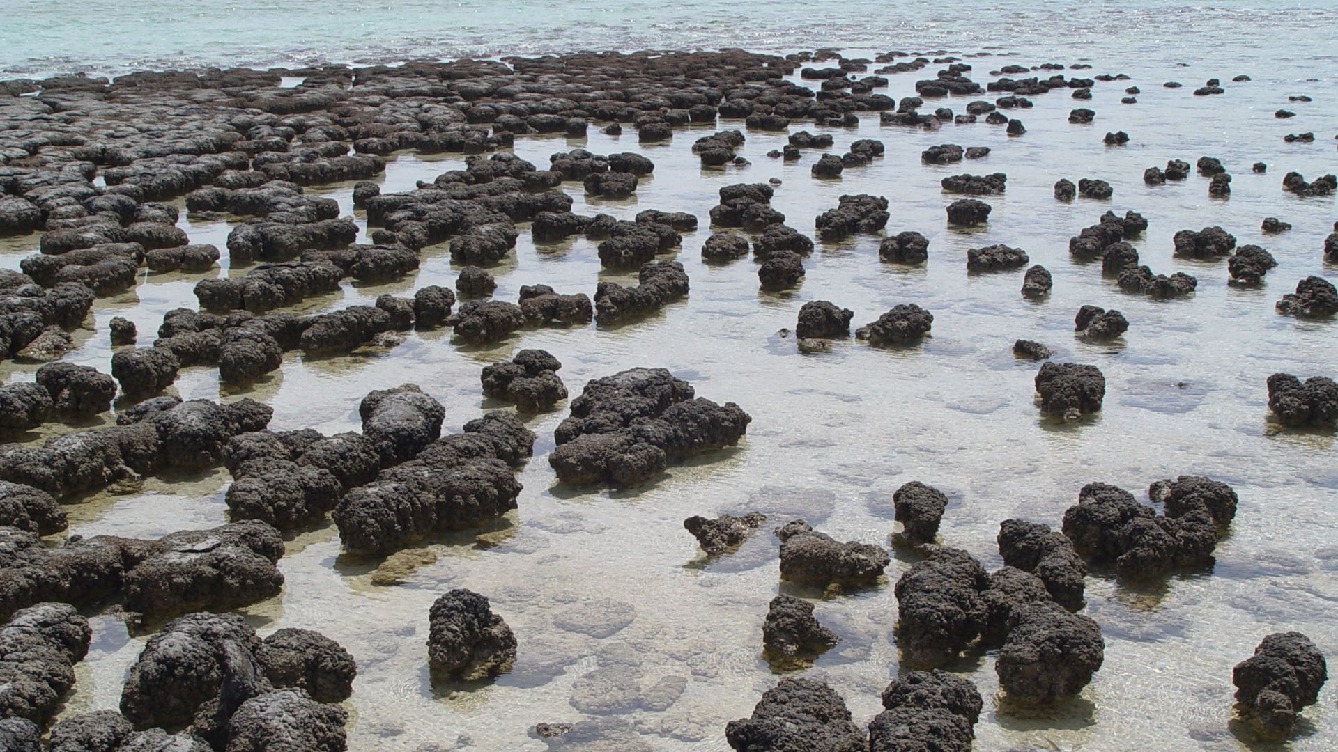 Stromatolites growing in Hamelin Pool Marine Nature Reserve, Shark Bay in Western Australia.