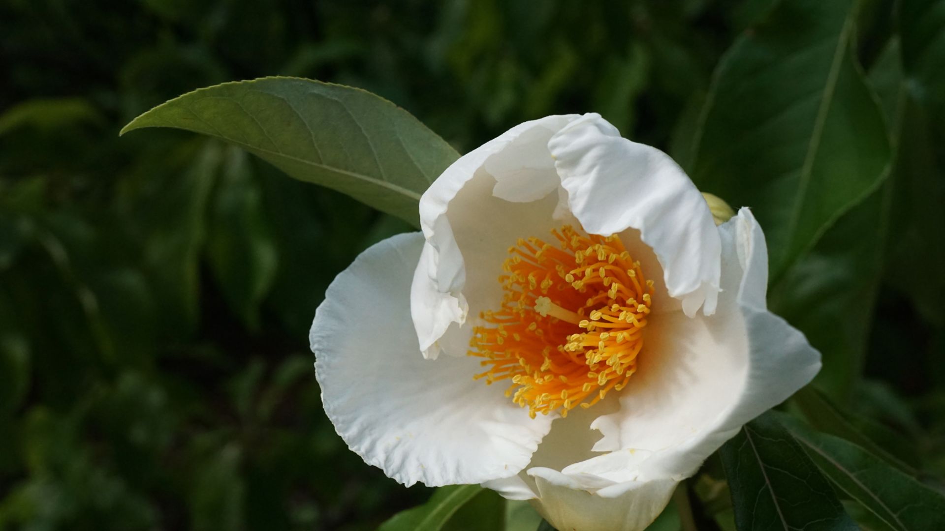 File:Franklinia alatamaha (Franklin Tree) (36611035296).jpg