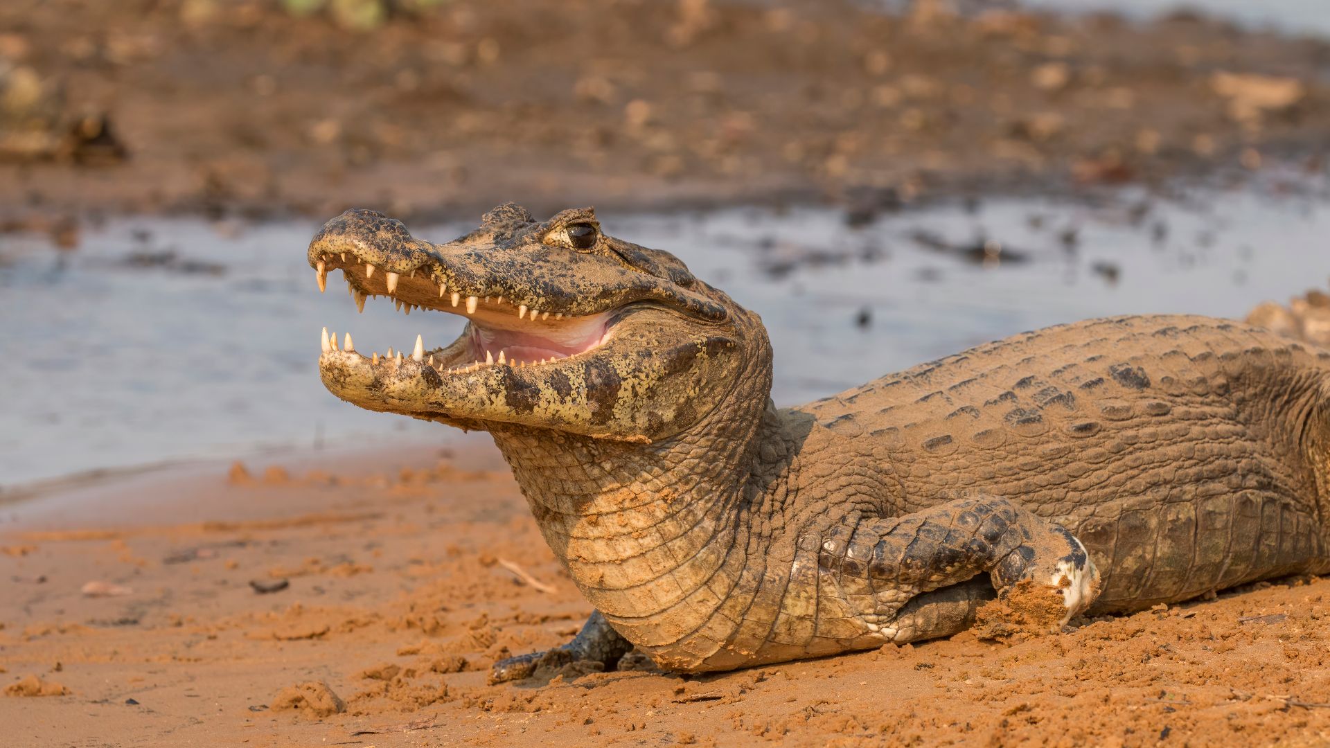 File:Yacare caiman (Caiman yacare) 2.jpg