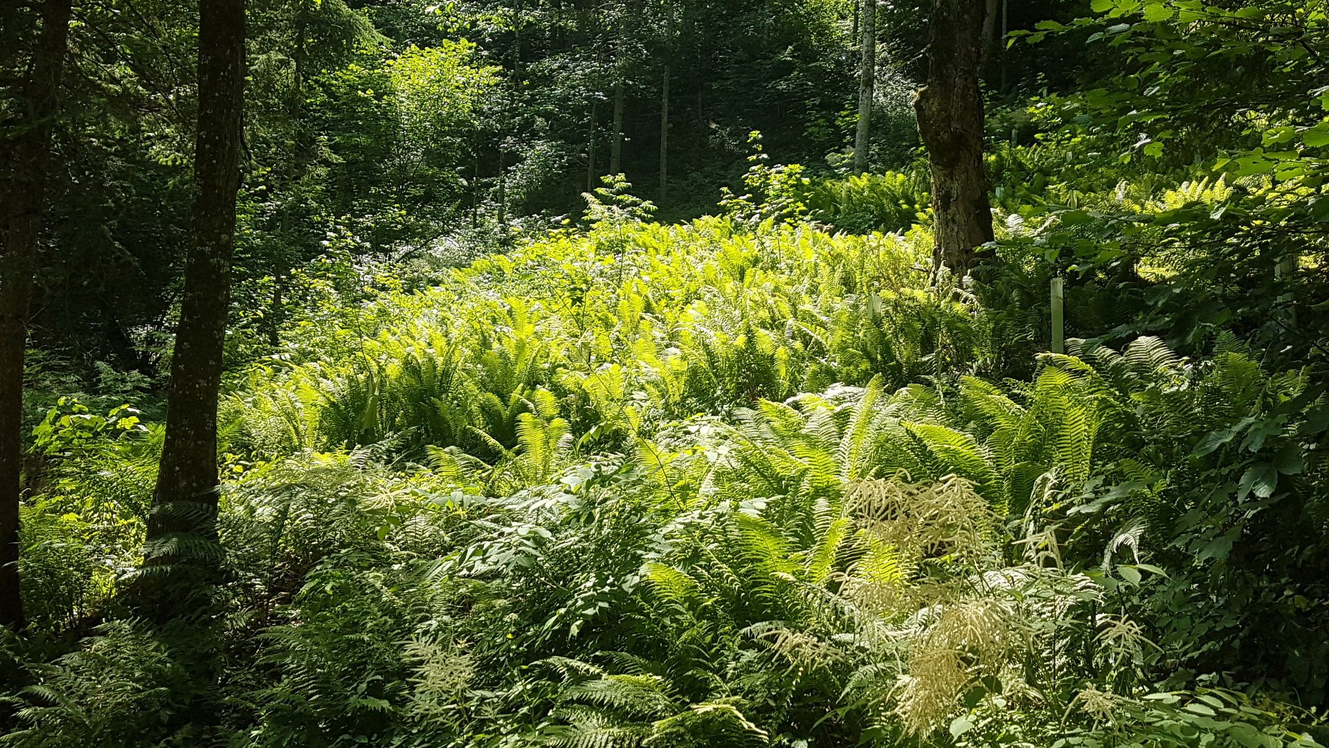 File:Ferns (48143969062).jpg