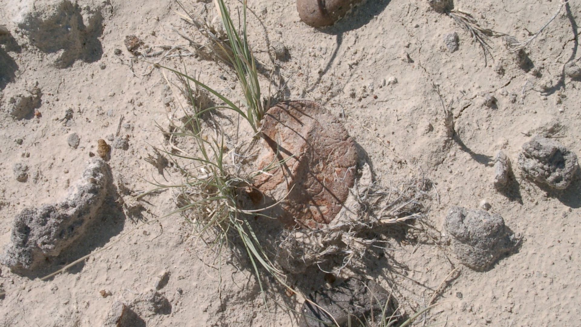 File:Glyptodontopelta ostoderm at