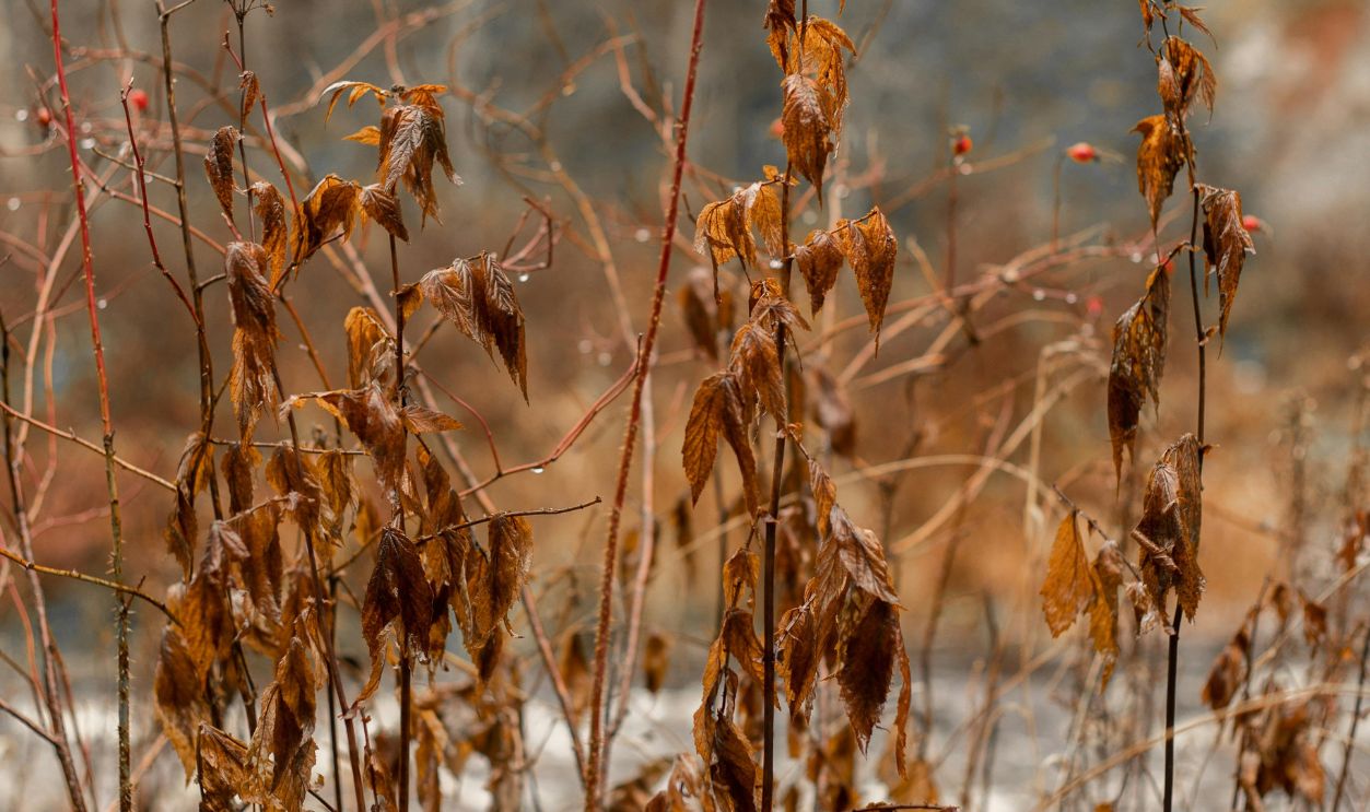 Untitled Design - 2026-02-10T151953.999