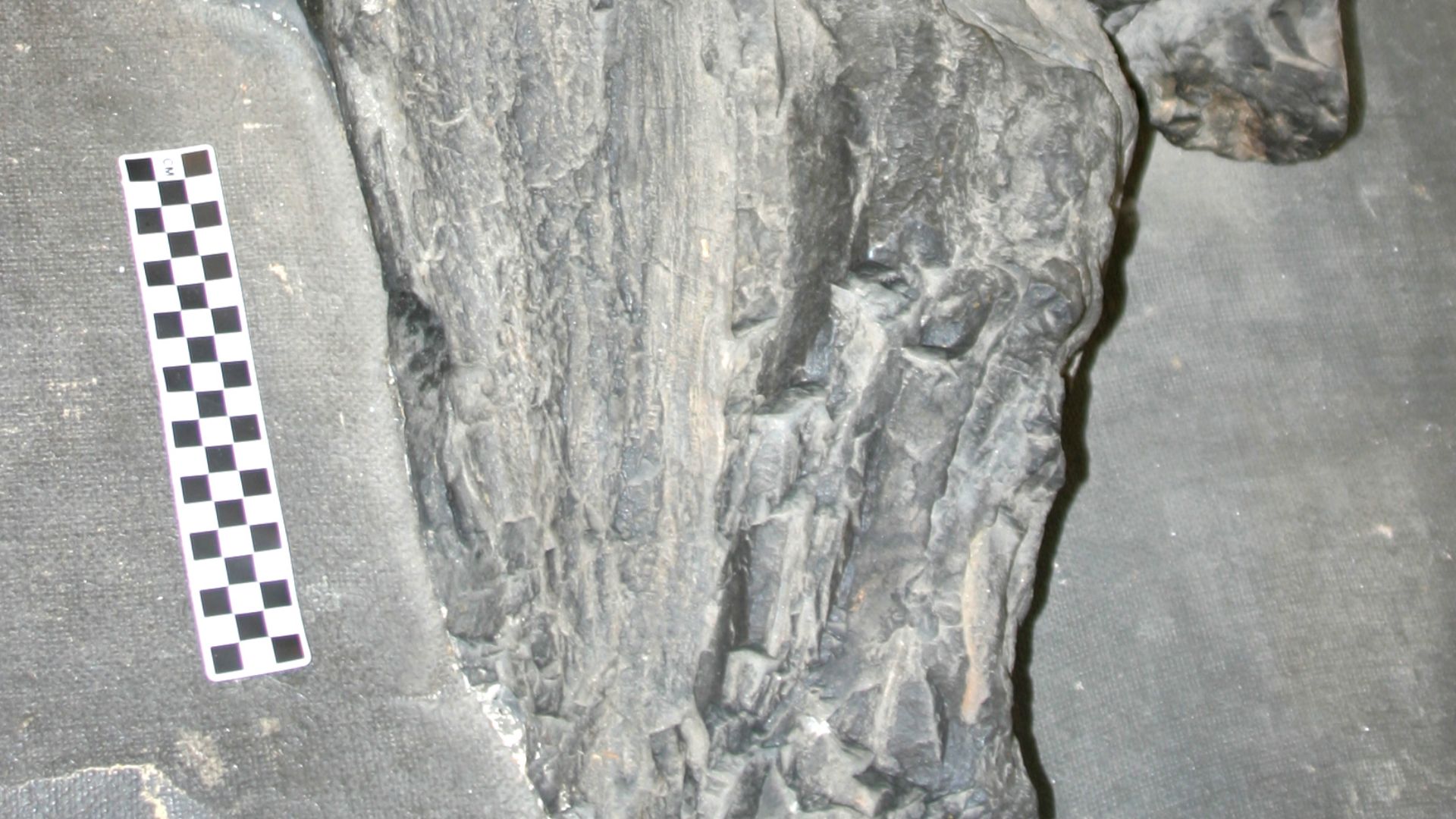 File:Prototaxites apex.jpg